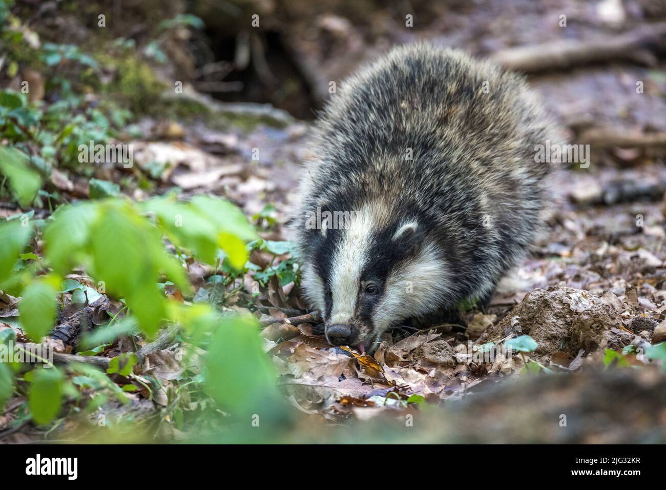 Altweltdachs, Eurasischer Dachs (Meles meles), Nahrungssuche auf Waldboden, Vorderansicht, Deutschland, Baden-Württemberg Stockfoto