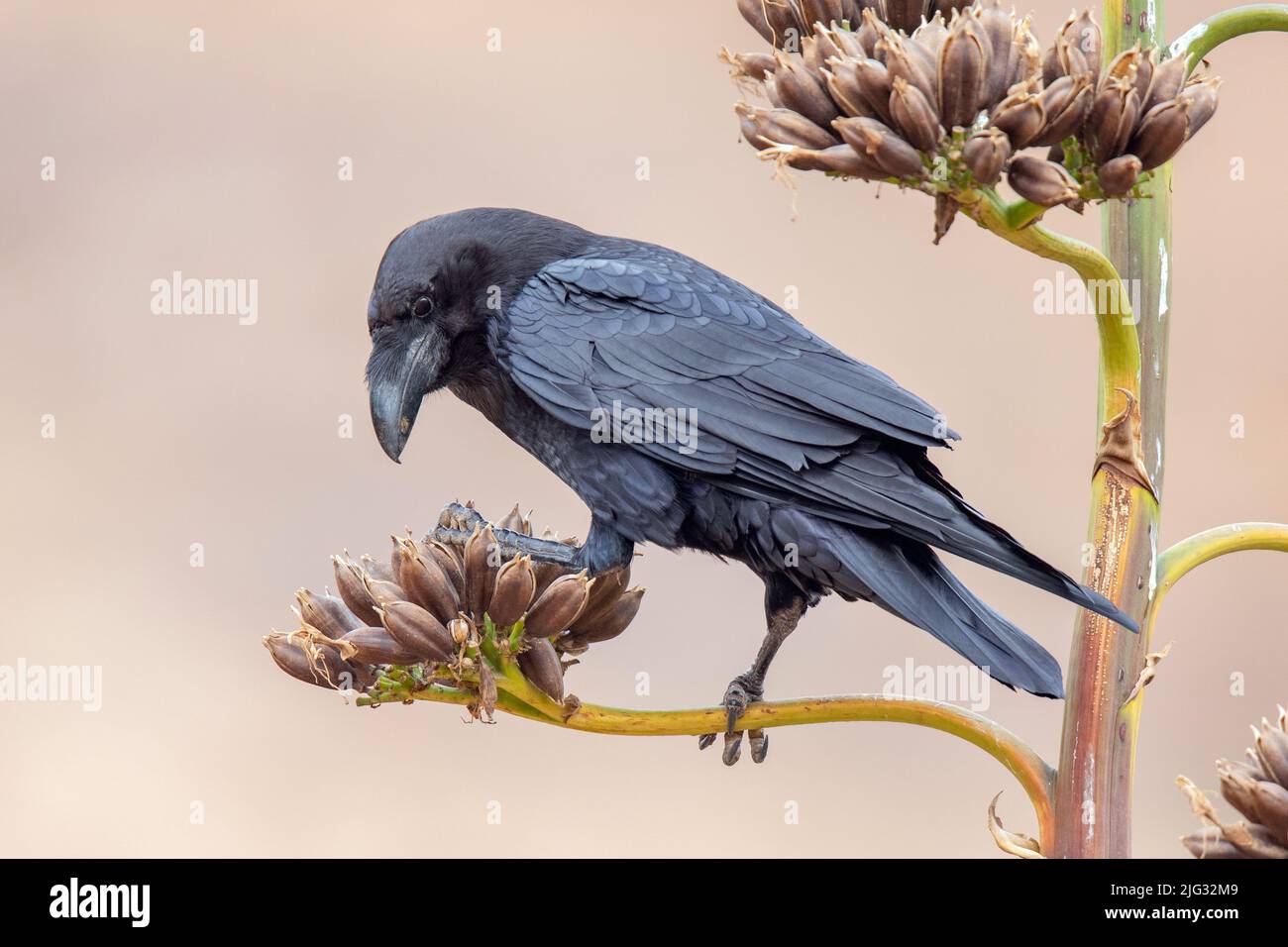 Die ostKanarische Insel Raven (Corvus corax jordansi, Corvus jordansi), auf einer verblassten Agavenblüte, Kanarische Inseln, Fuerteventura Stockfoto