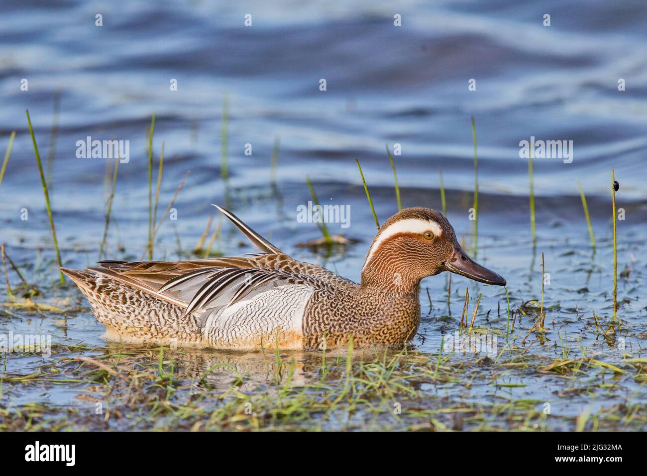 garganey (Anas querquedula), schwimmender drake, Seitenansicht, Deutschland Stockfoto