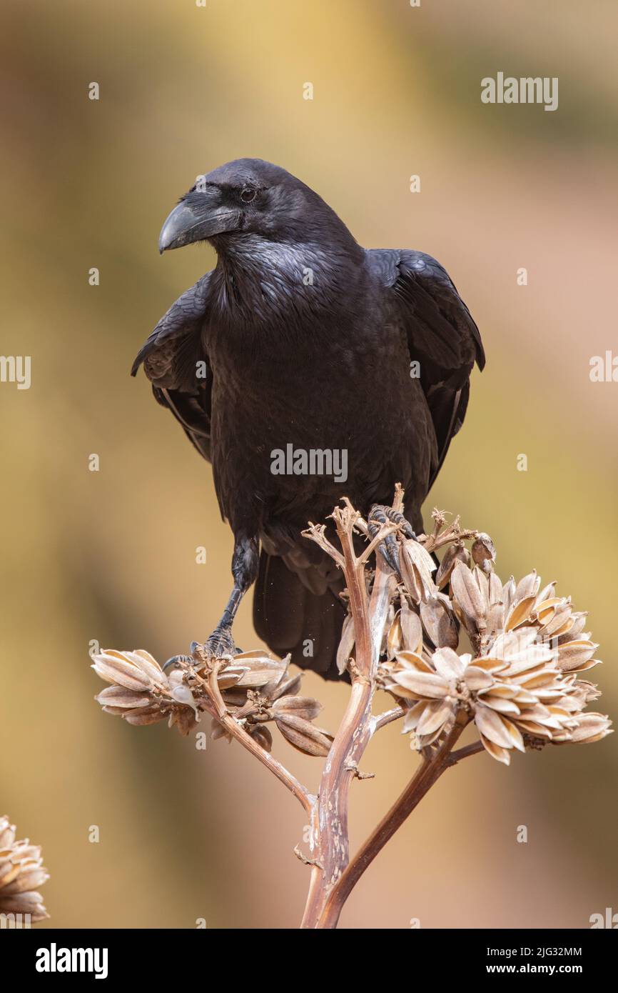 Die ostKanarische Insel Raven (Corvus corax jordansi, Corvus jordansi), auf einem getrockneten Blütenstand einer Agave, Kanarische Inseln, Fuerteventura Stockfoto