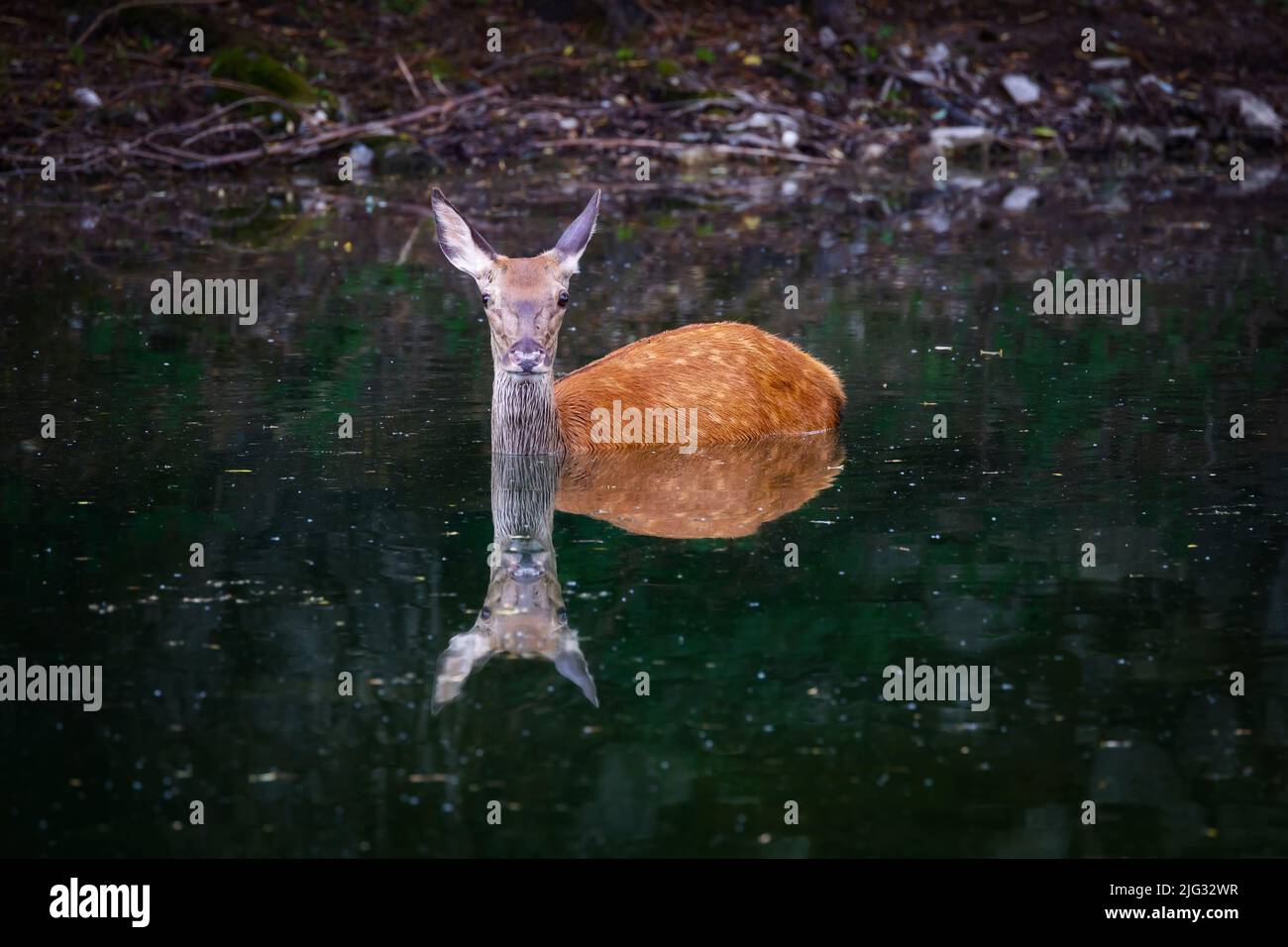 Rotwild - Cervus elaphus. Weibliche Hirsche nimmt ein erfrischendes Bad im Wasser des Sees. Stockfoto