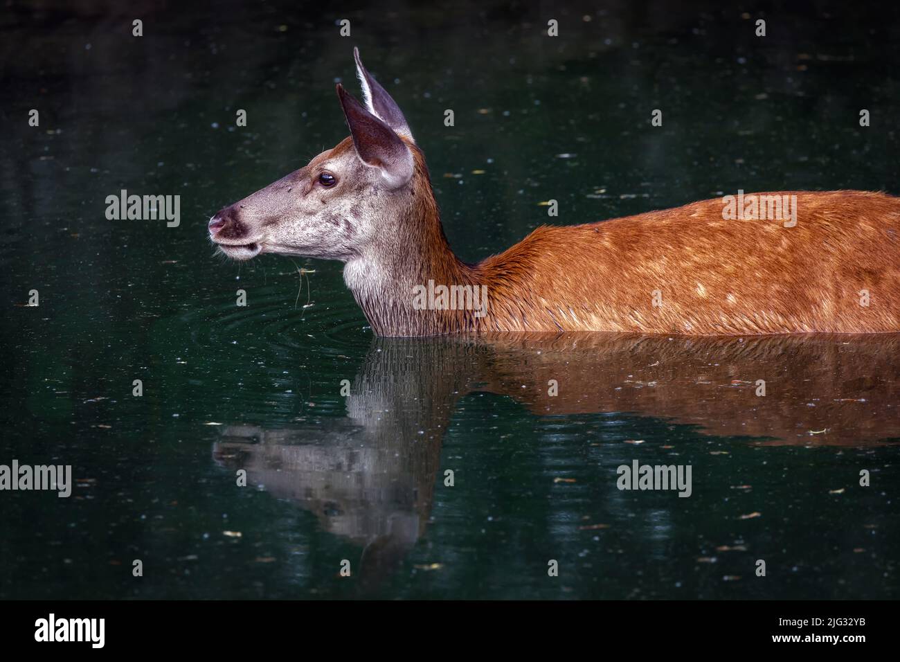 Rotwild - Cervus elaphus. Weibliche Hirsche nimmt ein erfrischendes Bad im Wasser des Sees. Stockfoto