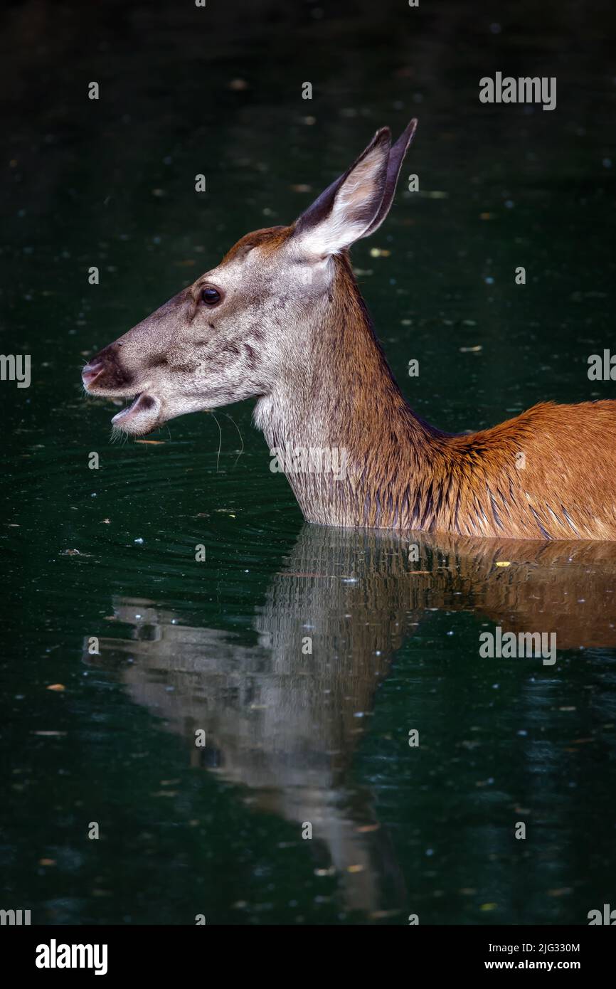 Rotwild - Cervus elaphus. Weibliche Hirsche nimmt ein erfrischendes Bad im Wasser des Sees. Stockfoto