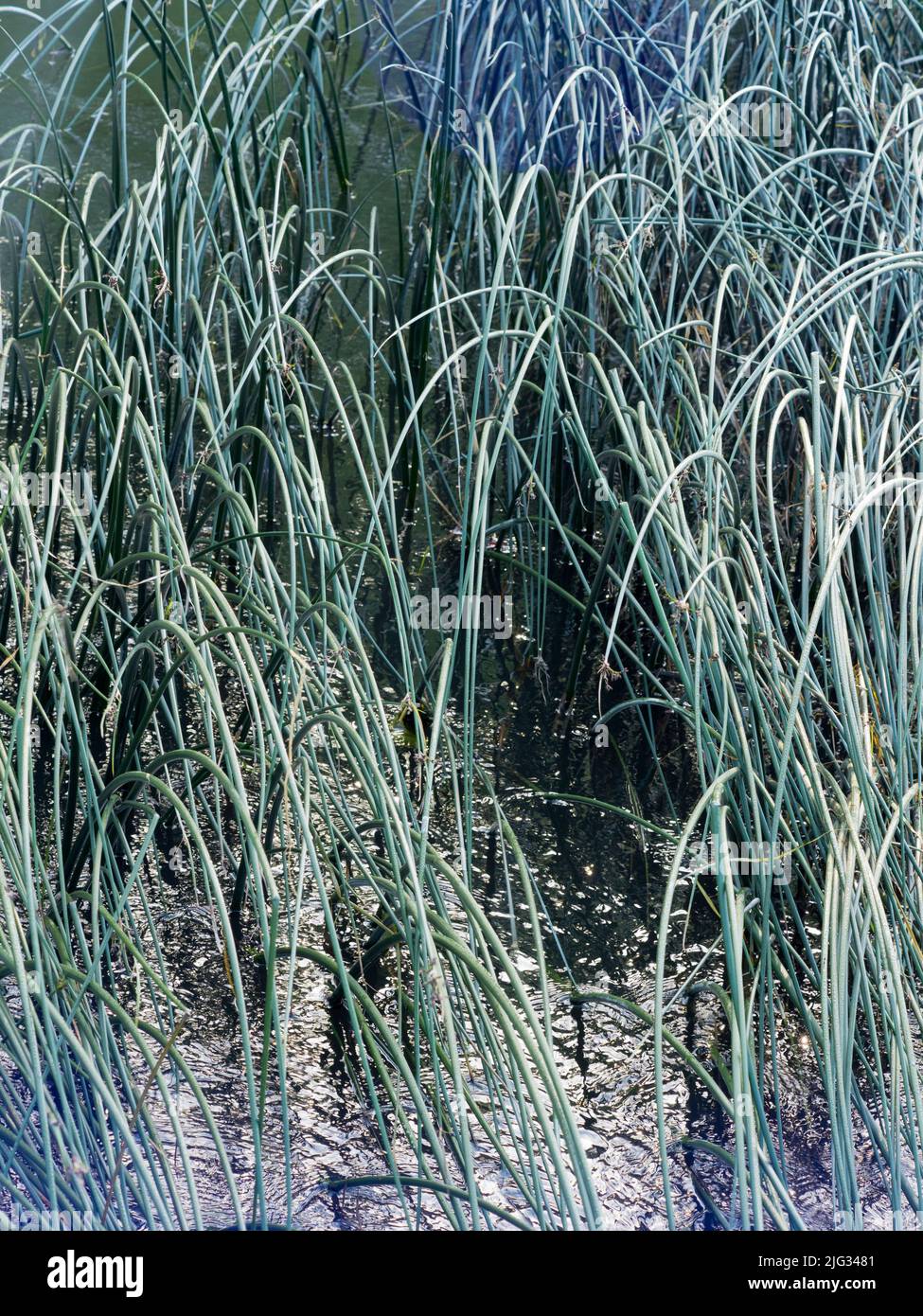 Ein abstraktes Bild von Schilf und Reflexionen in Abbey Stream, einem