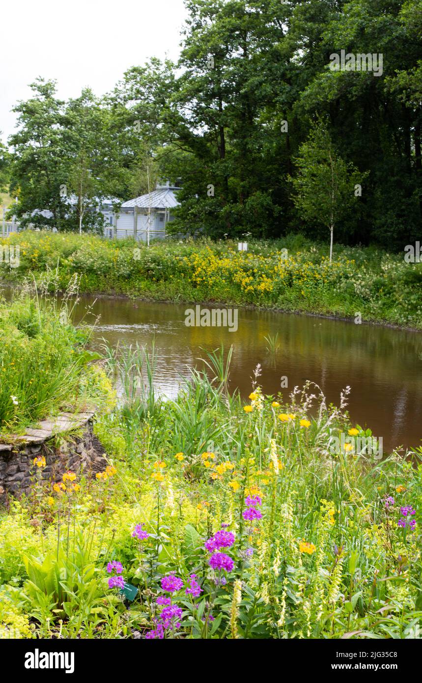 Das Foto wurde im Juli 2022 im National Botanic Garden Wales aufgenommen und zeigt den Eingangsteich. Stockfoto