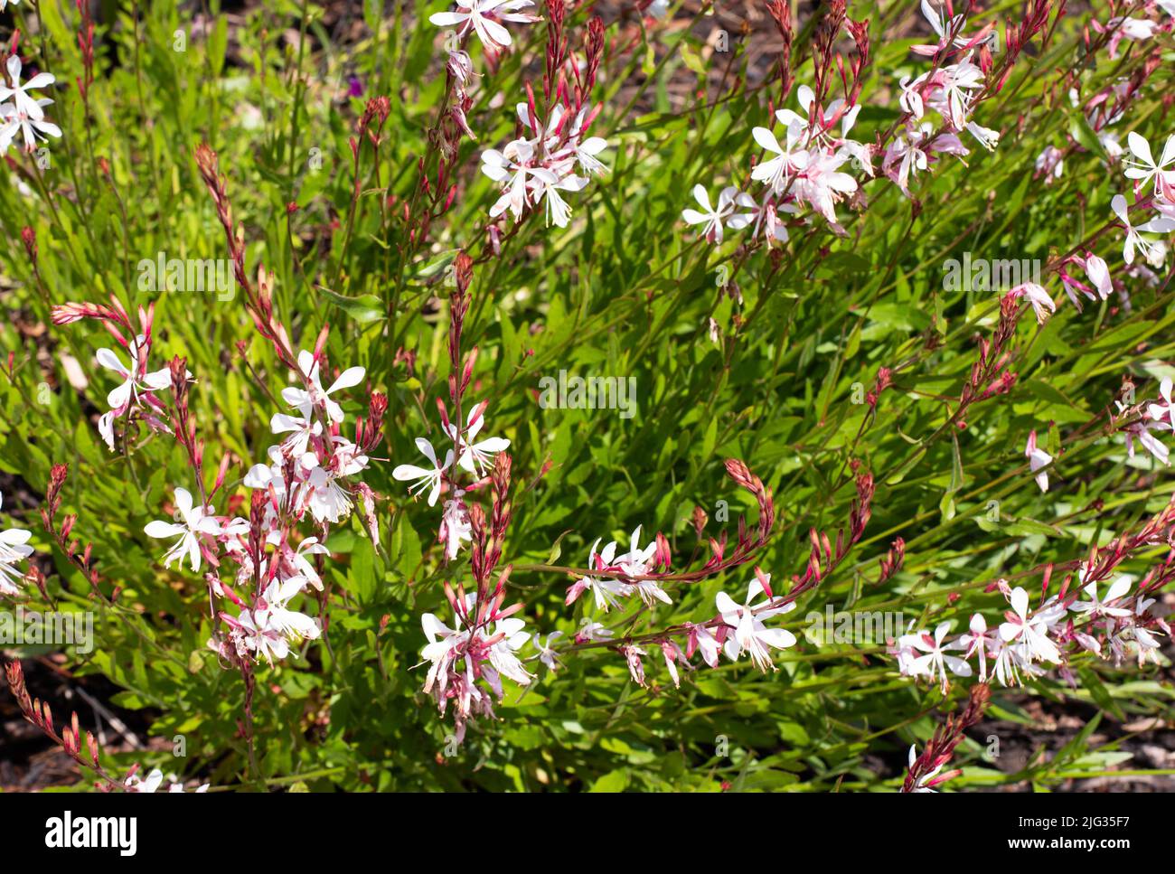 Foto aufgenommen im National Botanic Garden Wales im Juli 2022 von Sparle White, die oenothera lindheimeri ist. Stockfoto