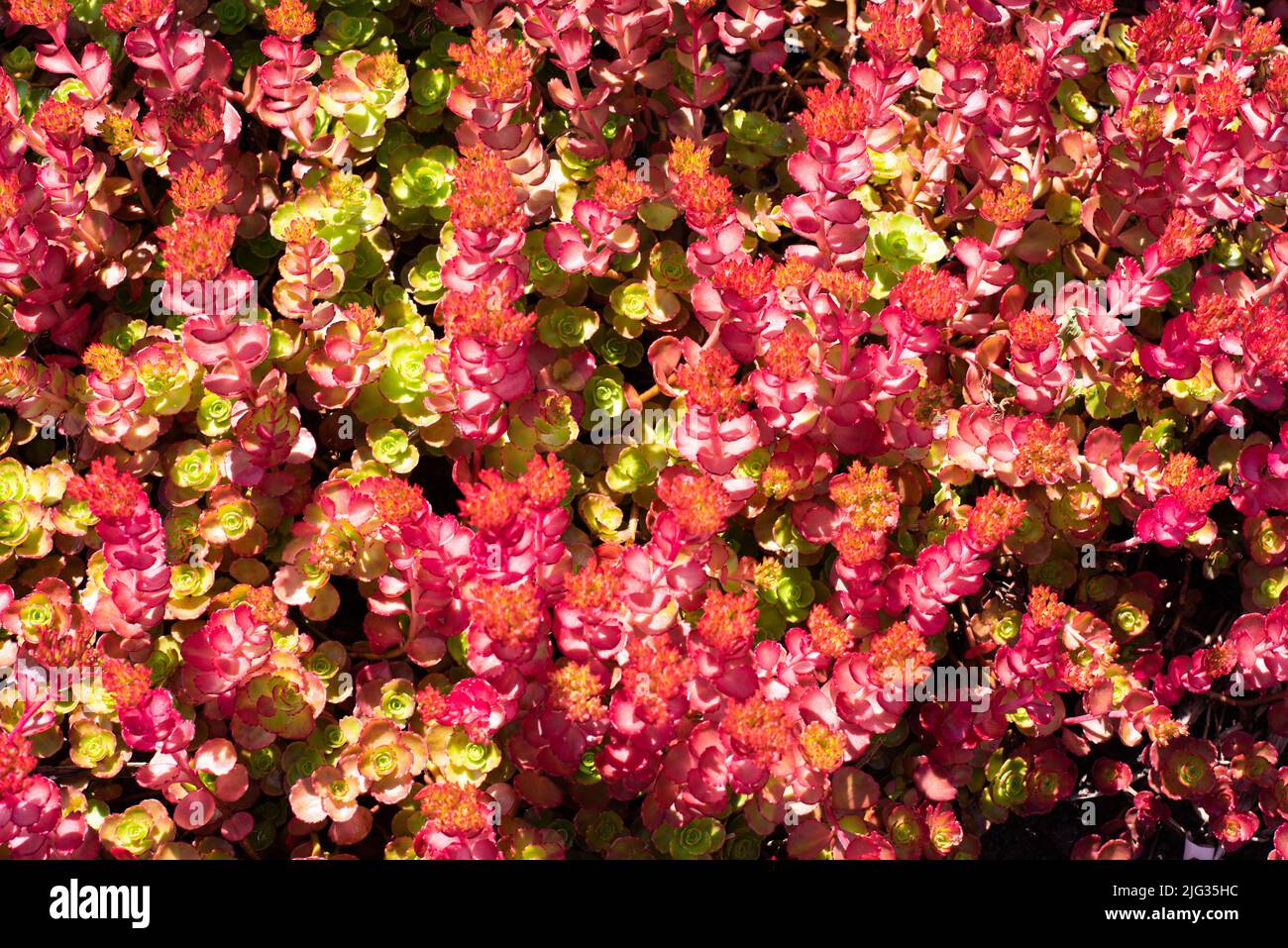 Foto aufgenommen im National Botanic Garden Wales im Juli 2022. Stockfoto