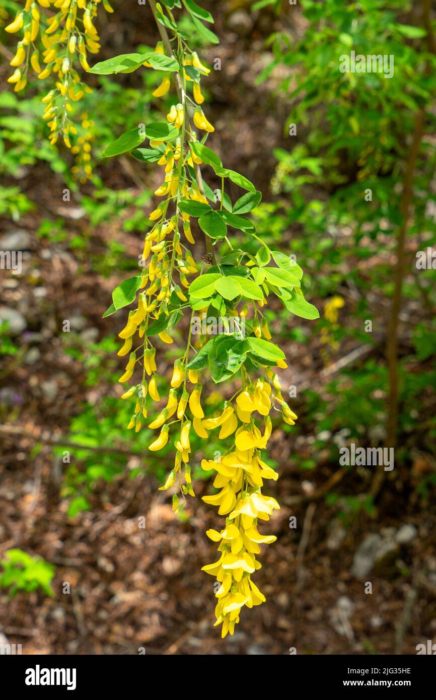 Laburnum anagyroides , Maggiociondolo, Marken, Italien, Europa Stockfoto