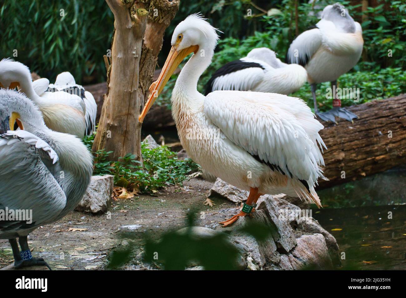 Pelican im Porträt. Weißes Gefieder, großer Schnabel, in einem großen Meeresvögel. Tierfoto Stockfoto