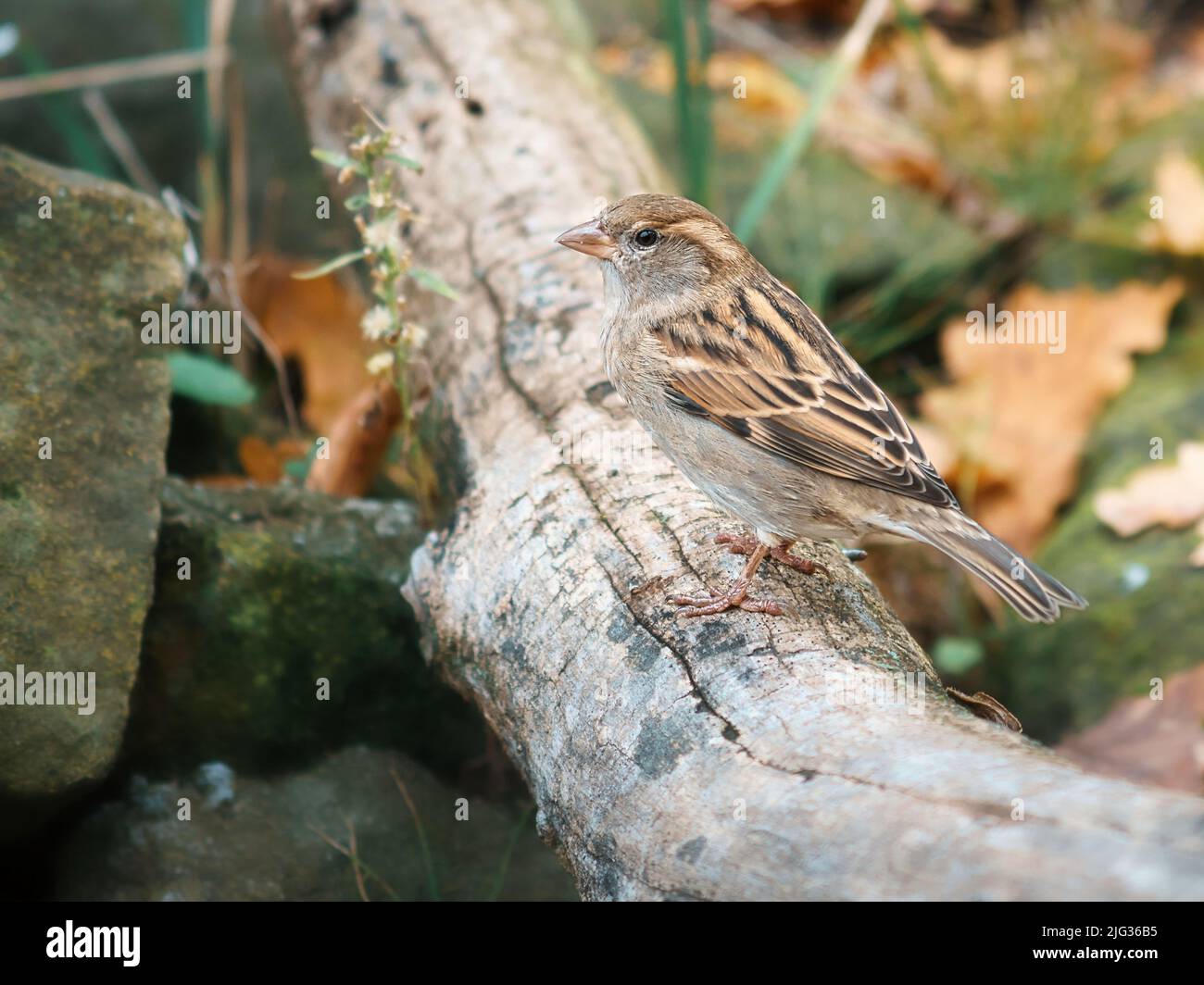 Sperling in berlin, hier ist er noch in großer Zahl zu finden. Seine Populationen sind weltweit rückläufig, meist in größeren Gruppen Stockfoto