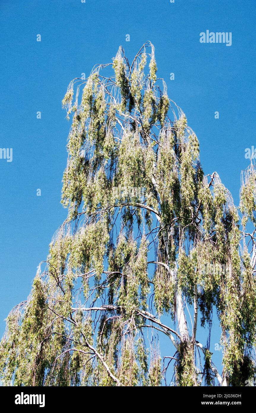 Baum gegen den blauen Himmel fotografiert Stockfoto