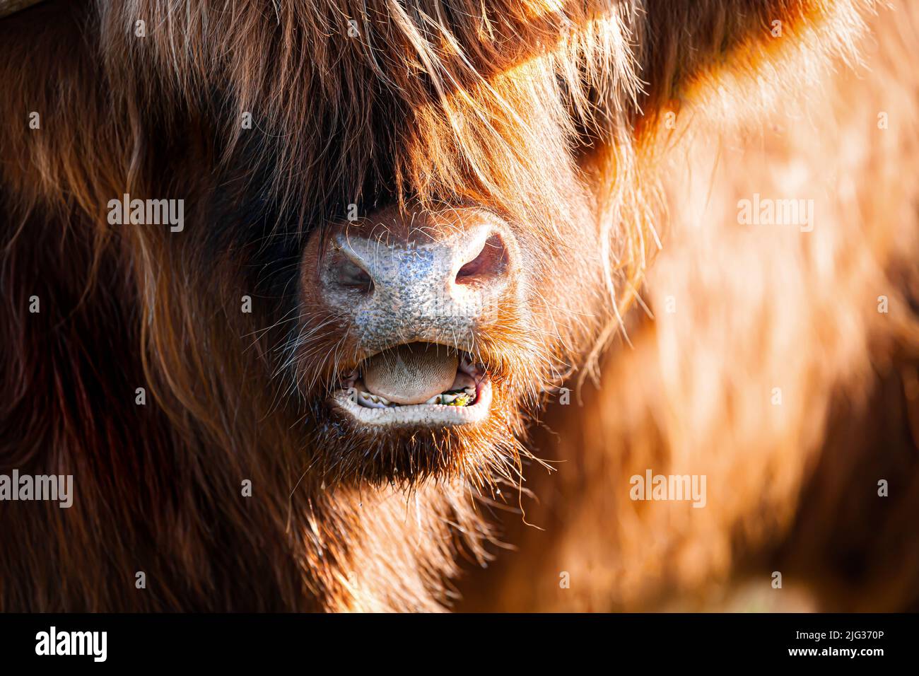 Highland Cow Bull Gesicht Nahaufnahme mit Mund offen zeigt Zähne und Zunge Stockfoto