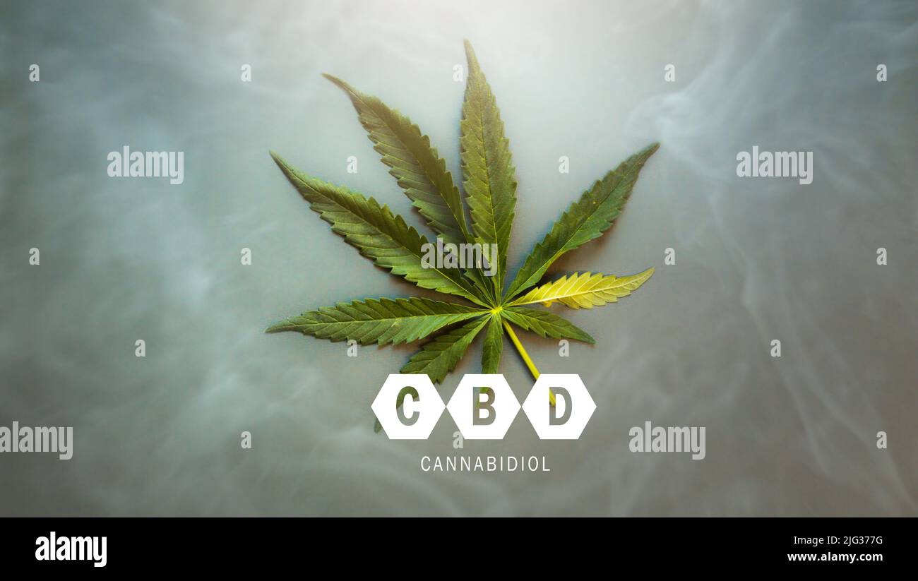 Art Medical Cannabis Blätter und CBD Cannabidiol Öl Konzept, Hanf Blätter Draufsicht auf dunkelgrauem Hintergrund. Stockfoto