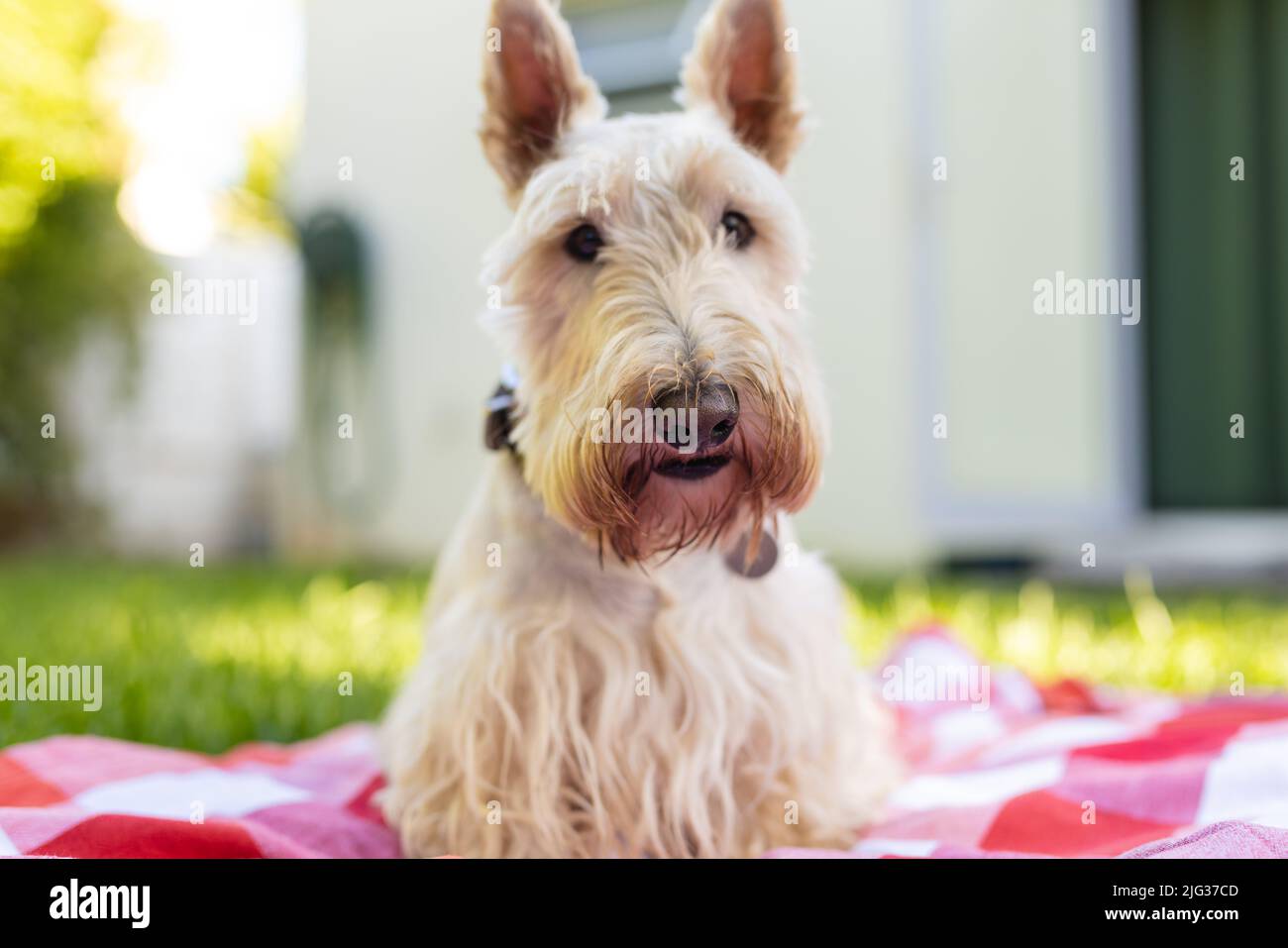 Porträt eines weißen schottischen Terrier, der auf einer karierten gemusterten Decke gegen das Haus im Hof sitzt Stockfoto
