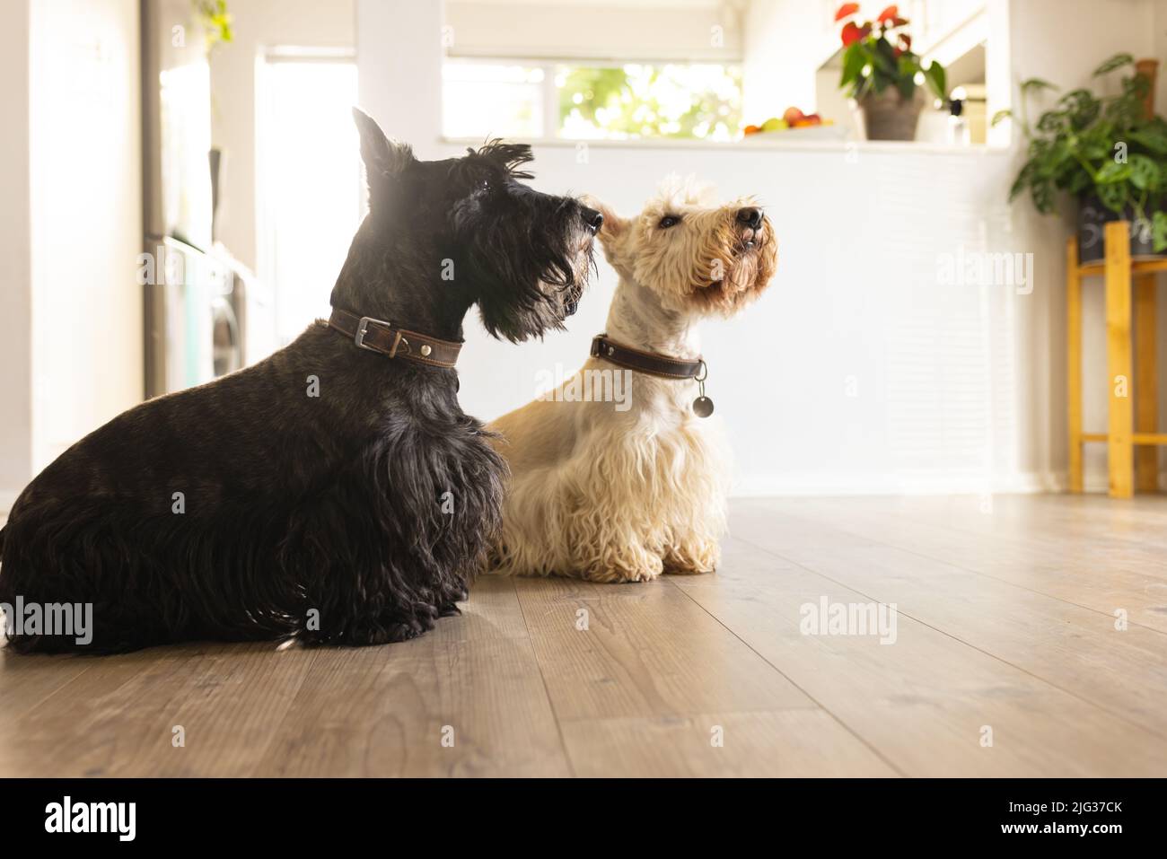 Schwarz-weiße schottische Terrier schauen nach oben, während sie zu Hause auf dem Hartholzboden sitzen Stockfoto