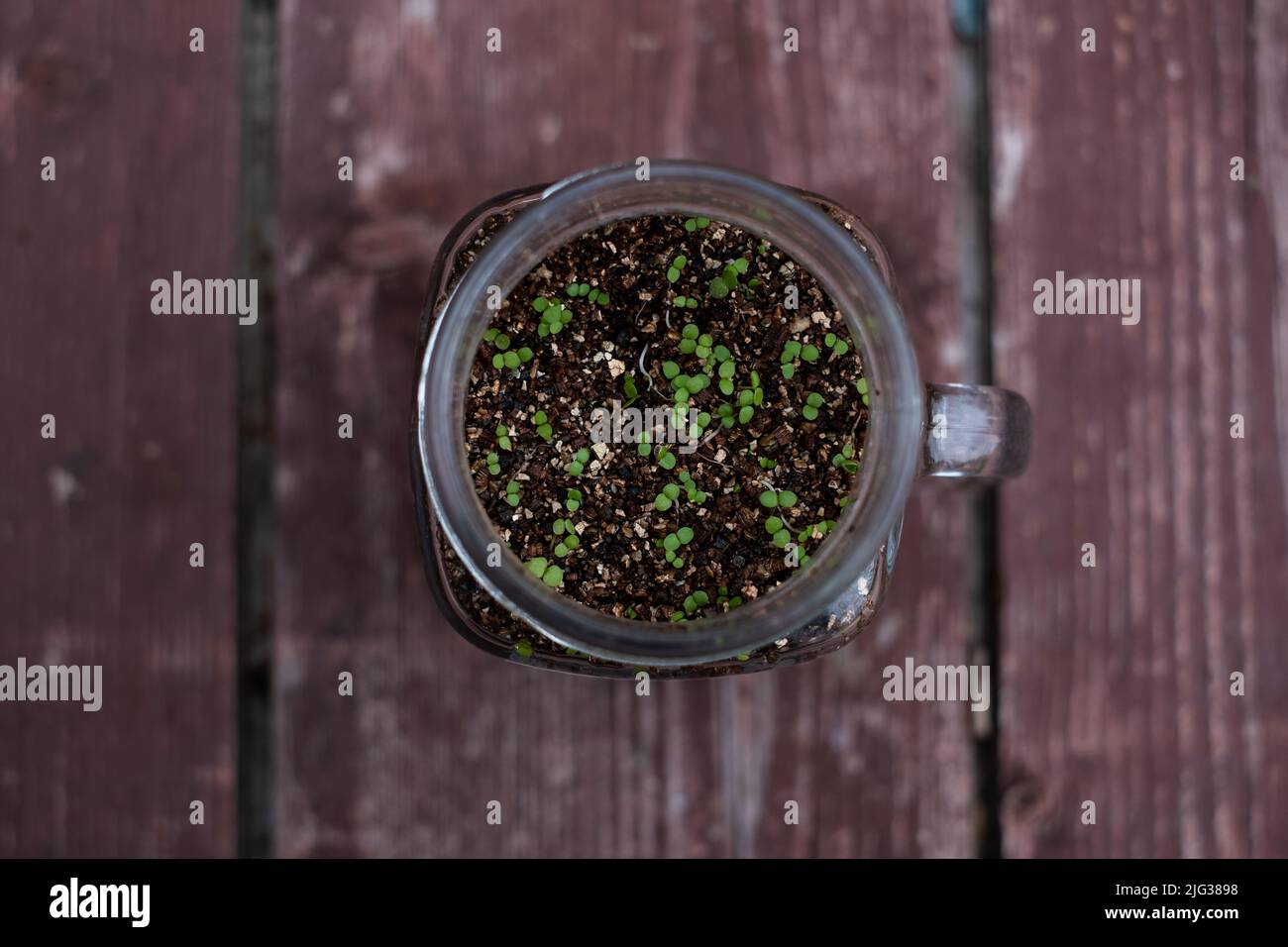 Grüne Pflanzen, die im Glasgefäß wachsen. Mit Smoothie-Becher Blumen Pflanzen. Stockfoto