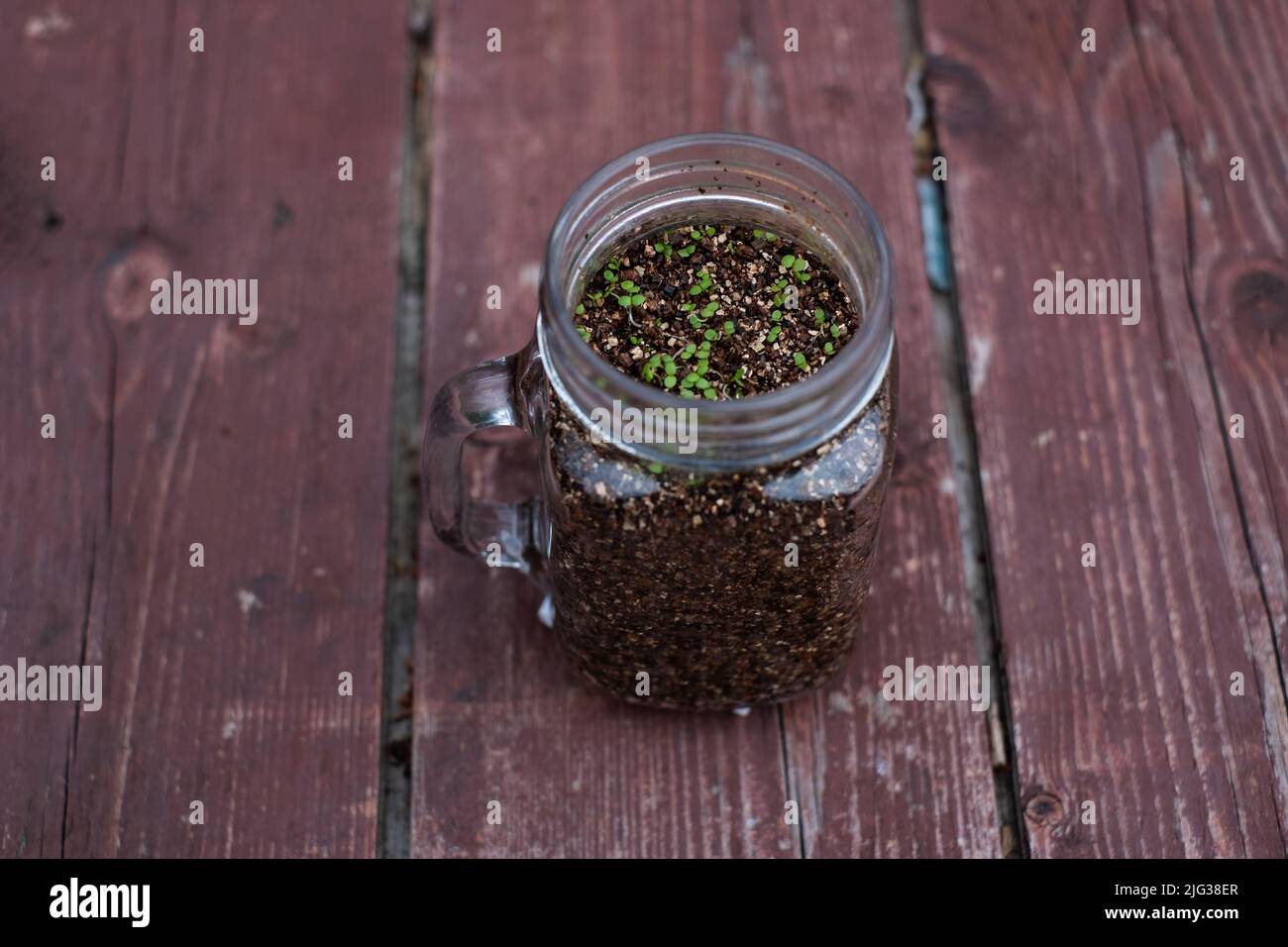 Grüne Pflanzen, die im Glasgefäß wachsen. Mit Smoothie-Becher Blumen Pflanzen. Stockfoto