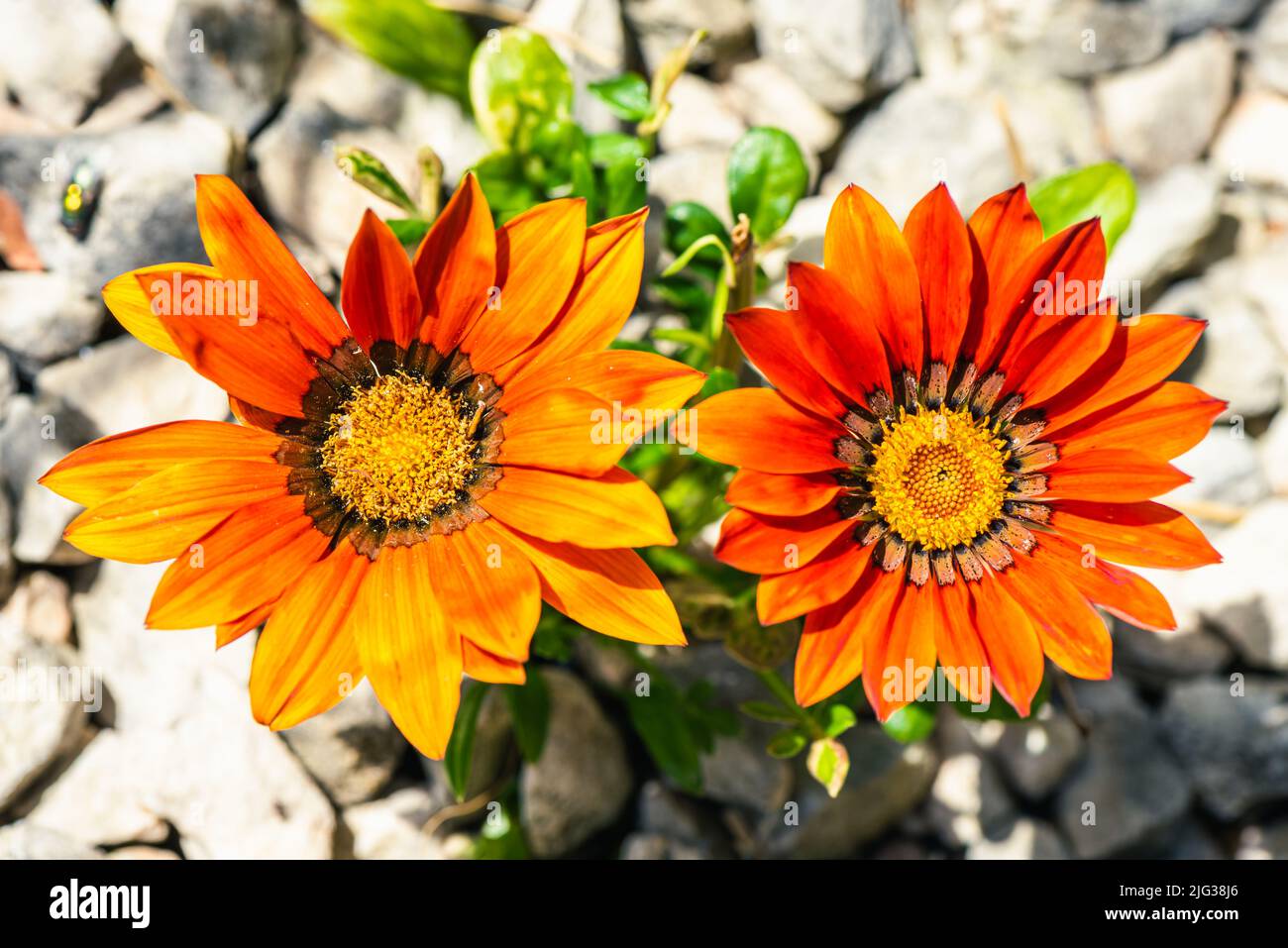 African Daisy, Osteospermum ecklonis, Asteraceae Stockfoto