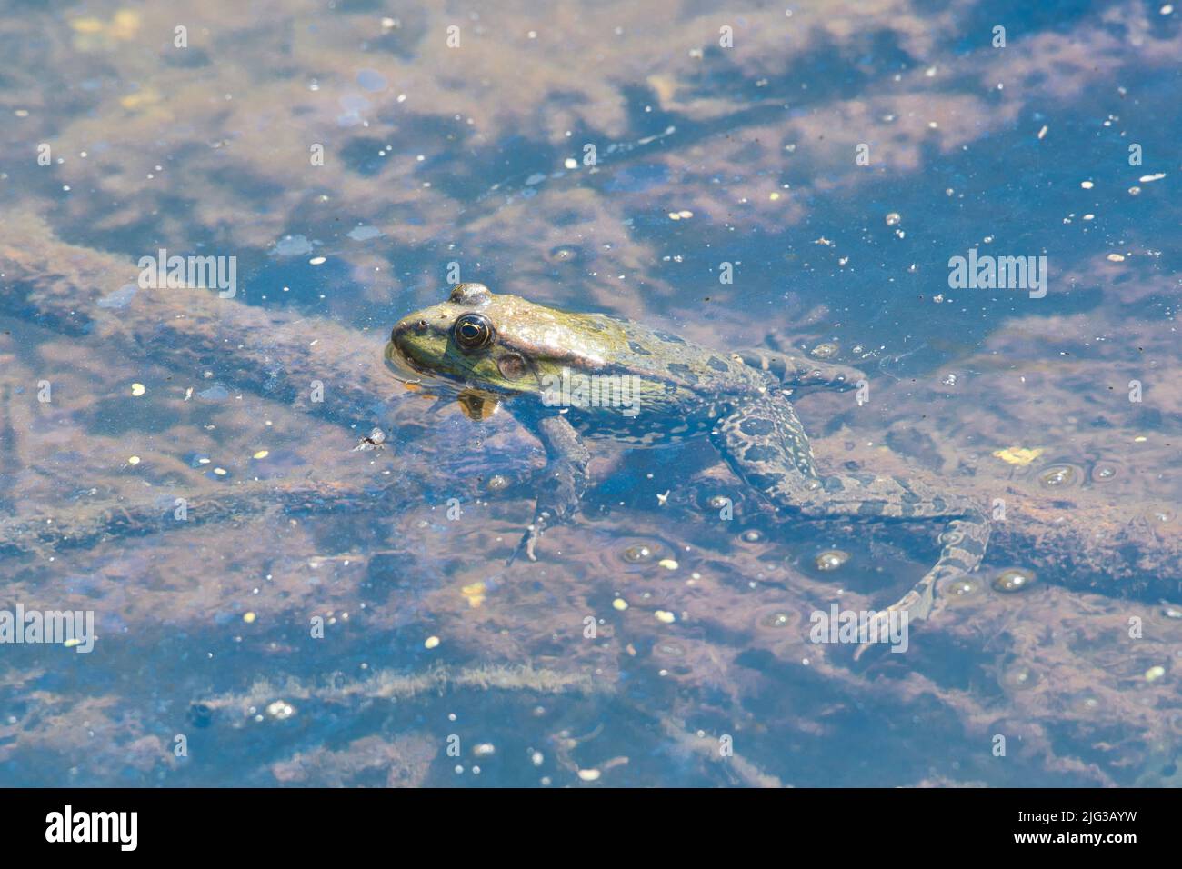 Marschfrosch (Pelophylax ridibundus, früher Rana ridibunda). Das Unternehmen wurde im Jahr 1930s bei Romney Marsh in Großbritannien eingeführt und hat sich seitdem über ein weites Gebiet verteilt. Stockfoto