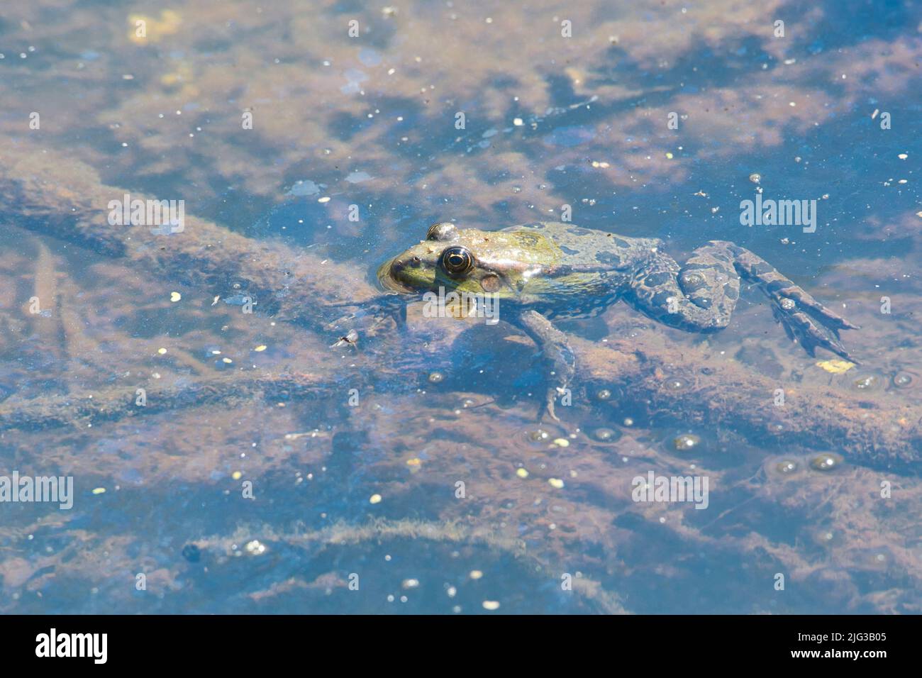 Marschfrosch (Pelophylax ridibundus, früher Rana ridibunda). Das Unternehmen wurde im Jahr 1930s bei Romney Marsh in Großbritannien eingeführt und hat sich seitdem über ein weites Gebiet verteilt. Stockfoto