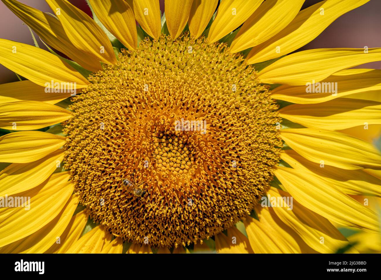 Biene auf Blume. Honigbiene bestäubt Sonnenblumenpflanze. Europäische Honigbiene. APIs mellifera auf Helianthus annuus. Schönheit in der Natur. Stockfoto