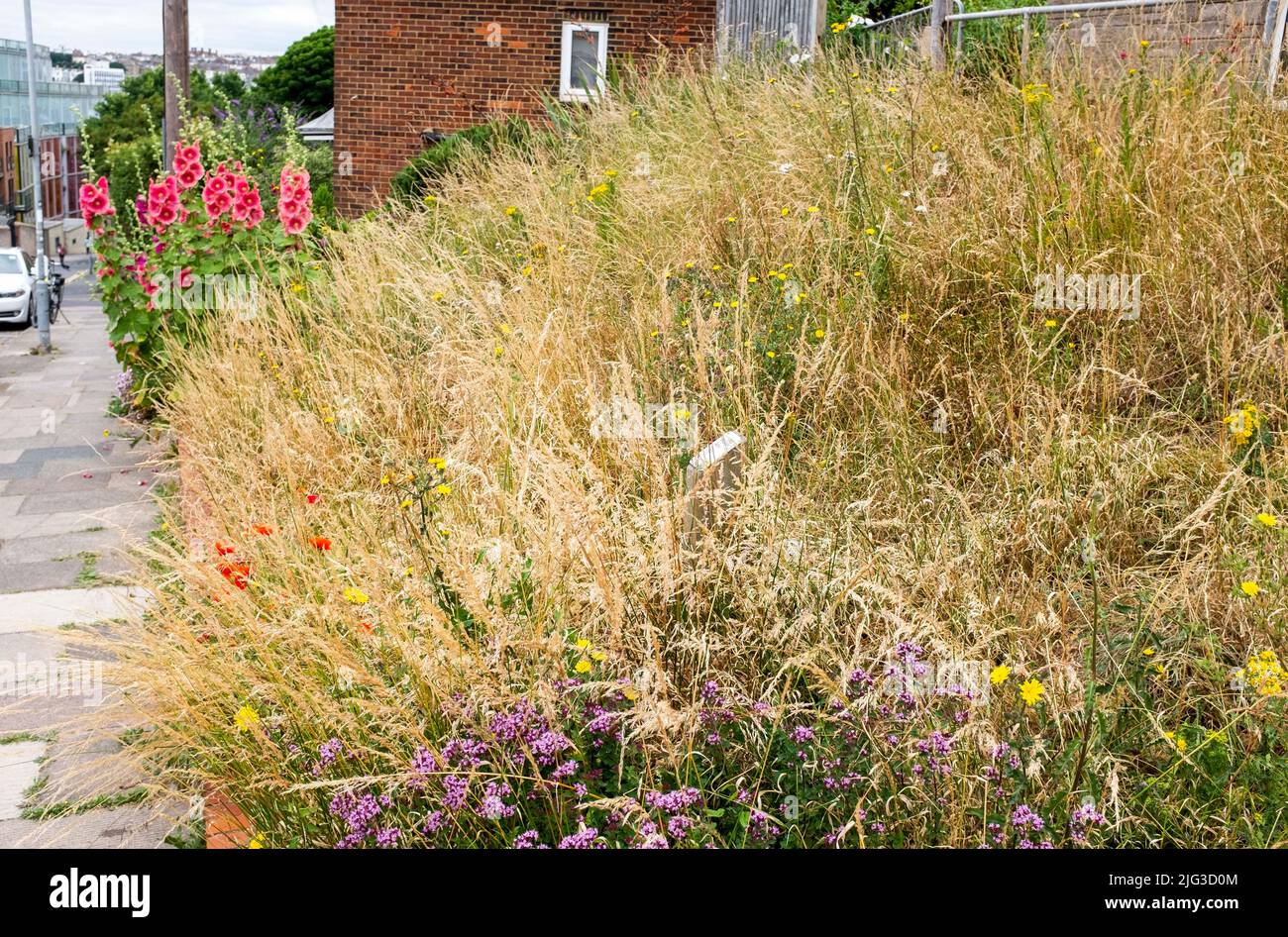 Eines der Wildlife Areas in Brighton und Hove mit dem Gras und wilden Blumen einschließlich Hollyhocks, die vom stadtrat, Sussex, England, Großbritannien, wachsen dürfen Stockfoto