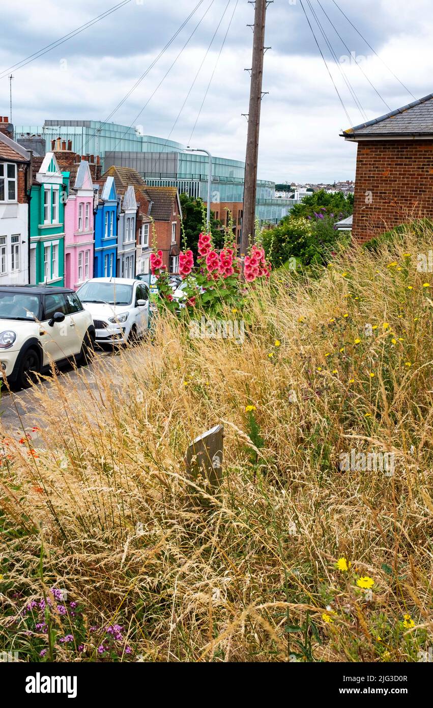 Eines der Wildlife Areas in Brighton und Hove mit dem Gras und wilden Blumen einschließlich Hollyhocks, die vom stadtrat, Sussex, England, Großbritannien, wachsen dürfen Stockfoto