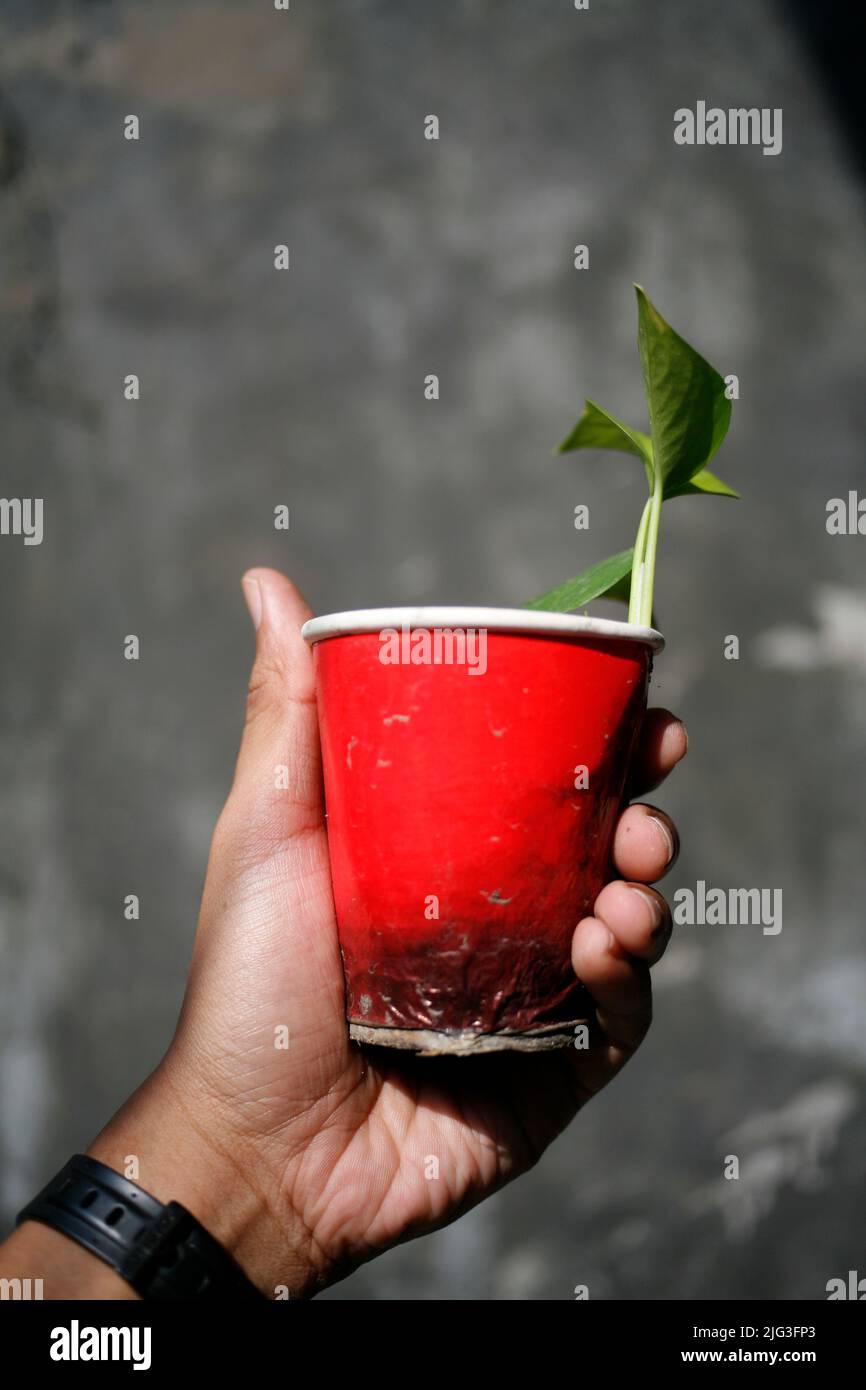 Recycelter Pappbecher für Sämlinge und Pflanzhausplan Stockfoto