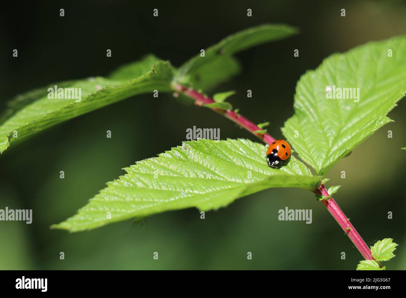 lady Bug auf einem Stamm Widesüß Stockfoto