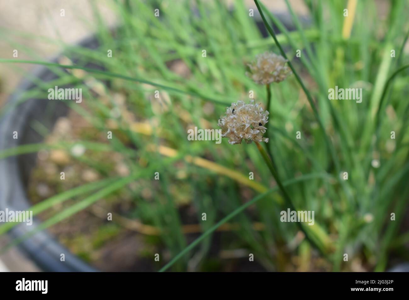 Reife Schnittlauch-Samen Stockfoto