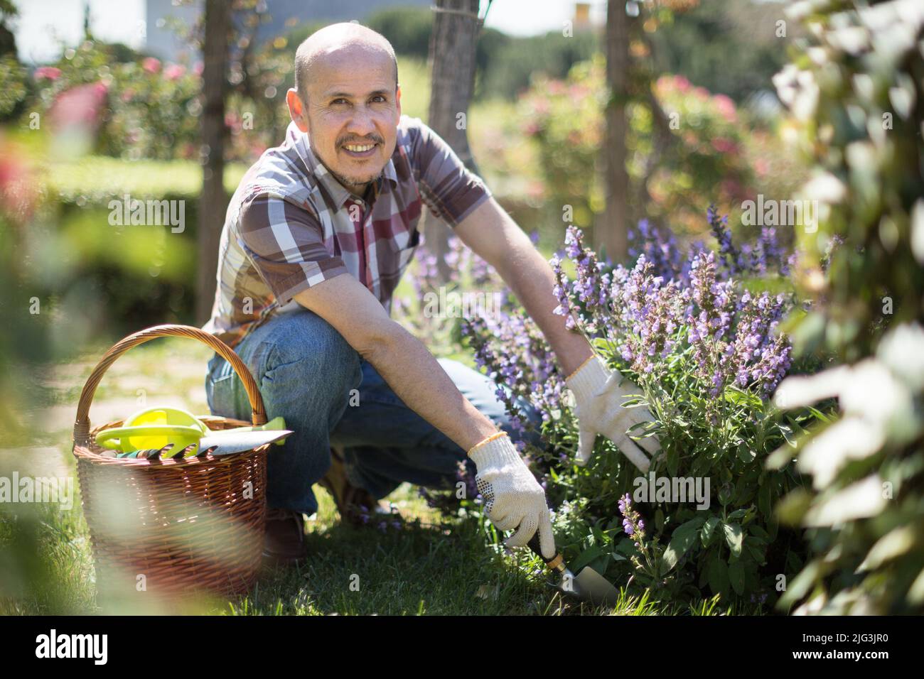 Mann Gärtner Pflege für Rosen im Garten Stockfoto
