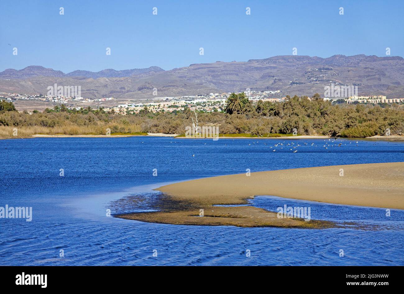 Das Nachzügler Charca de Maspalomas enthält Brackwasser, Dünen von Maspalomas, Kanarischen Inseln, Spanien, Europa Stockfoto