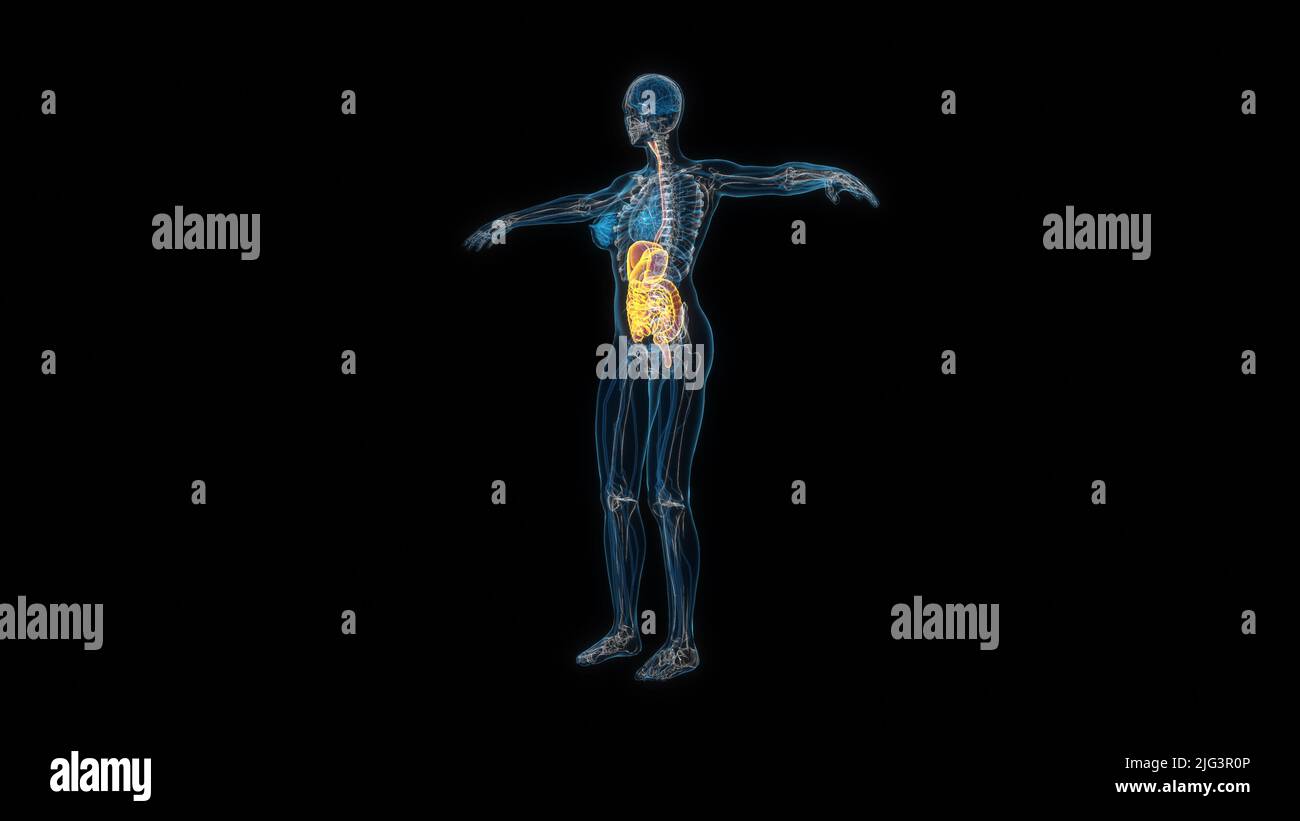 Menschlicher weiblicher Körper Verdauungssystem 3D Hologramm. 3D Abbildung Stockfoto