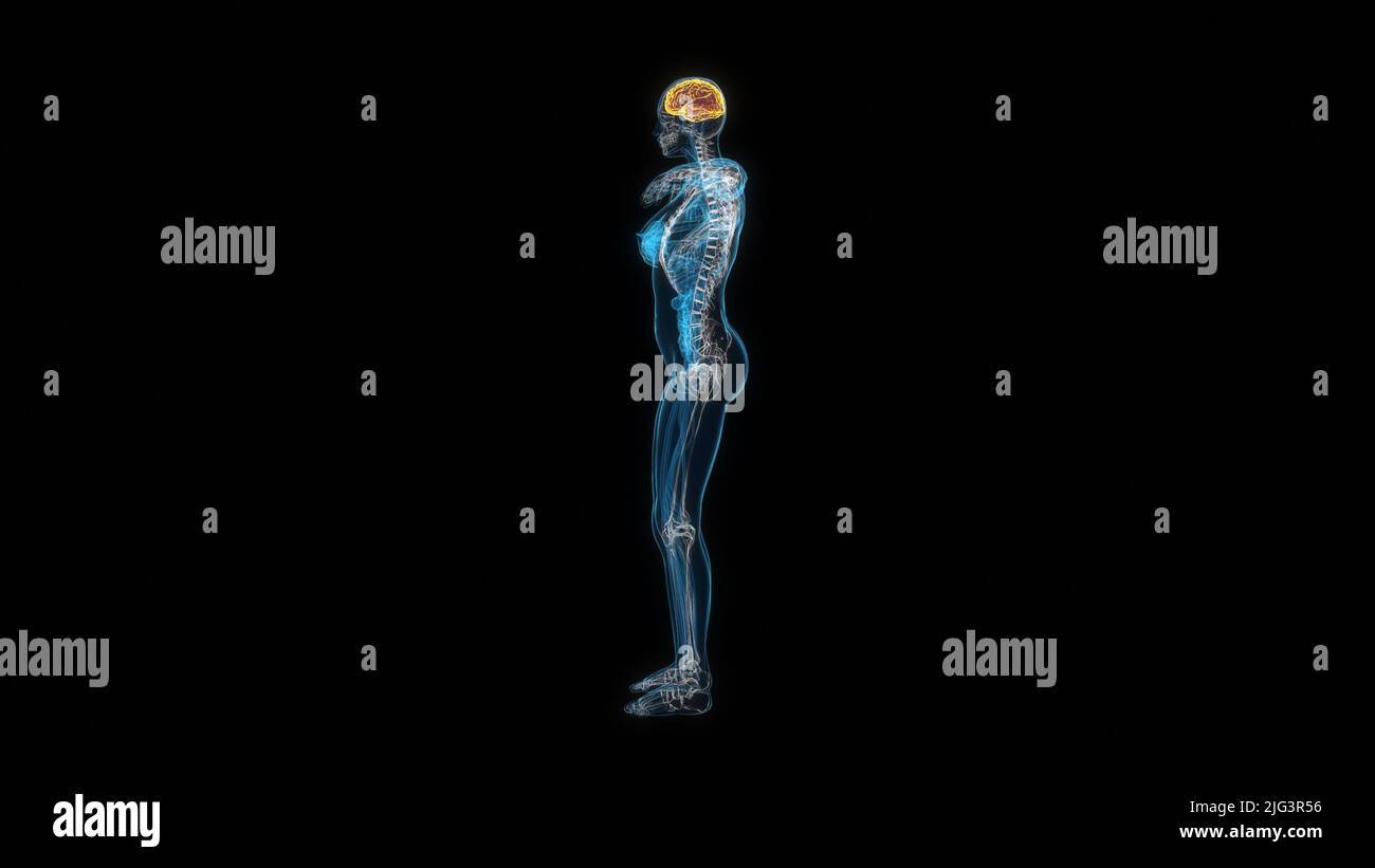 Menschliche weibliche Körper Gehirn 3D Hologramm Seitenansicht. 3D Abbildung Stockfoto