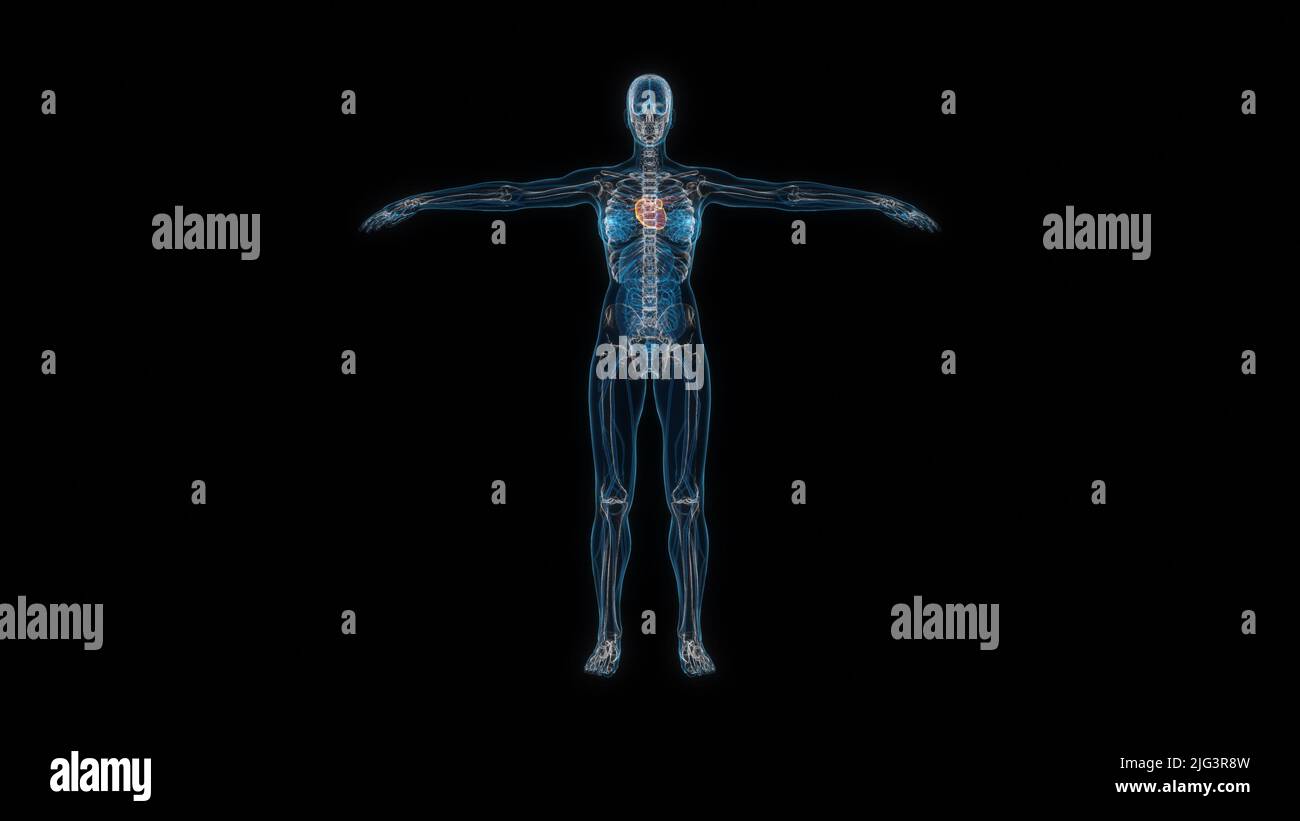Menschliches weibliches Körperherz 3D Hologramm Vorderansicht. 3D Abbildung Stockfoto