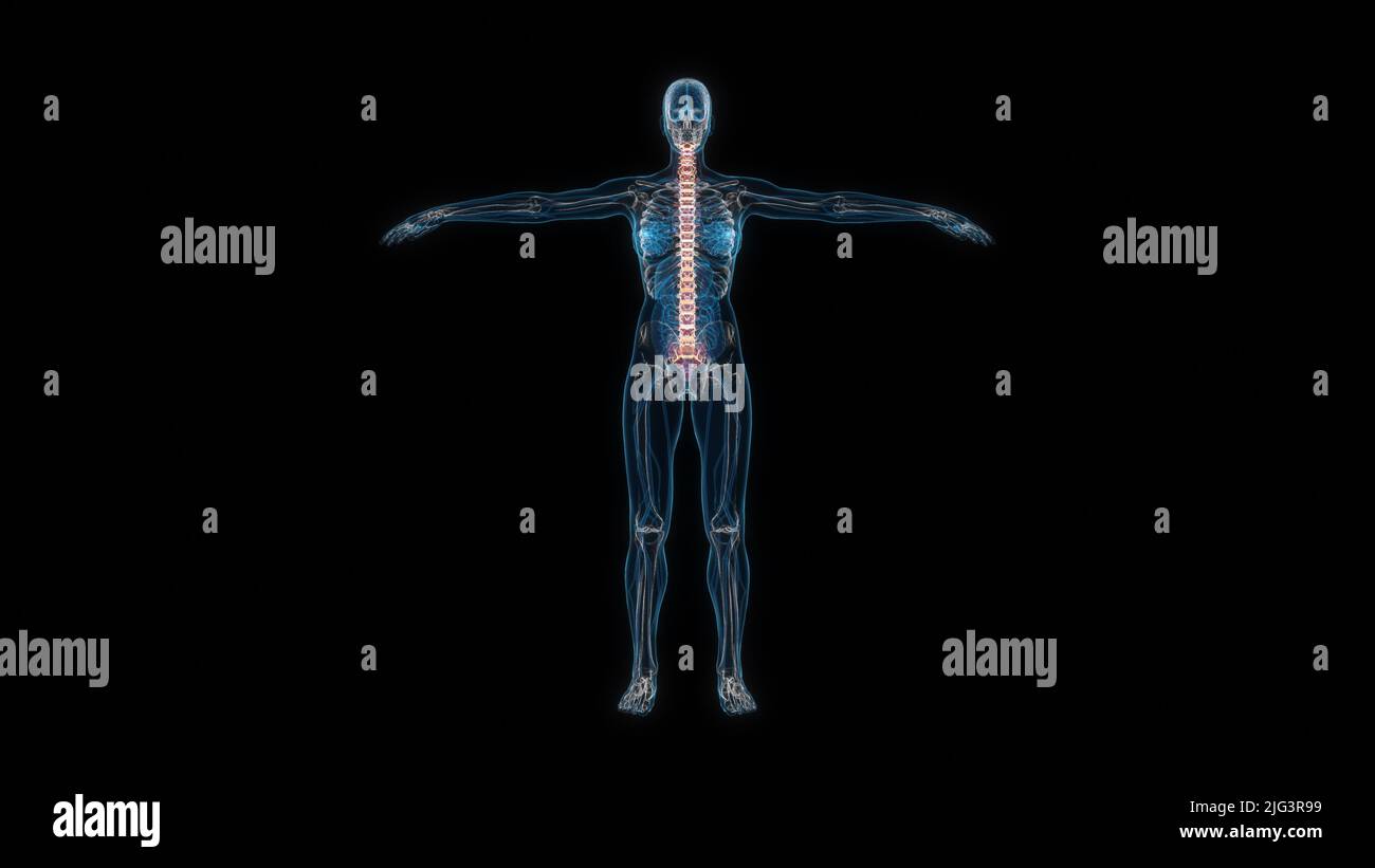 Menschlicher weiblicher Körper Wirbelsäule 3D Hologramm Vorderansicht. 3D Abbildung Stockfoto