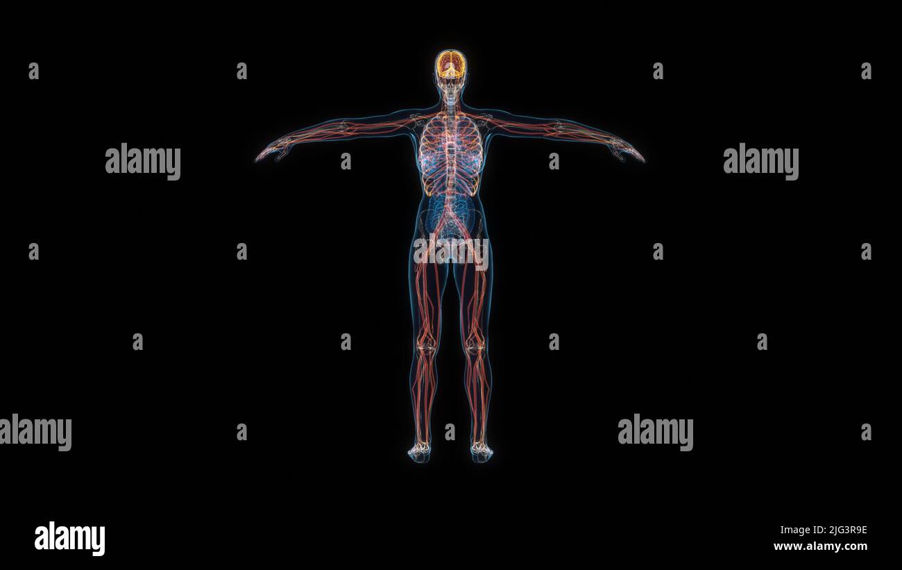 Menschlicher weiblicher Körper Nervensystem 3D Hologramm Rückansicht. 3D Abbildung Stockfoto