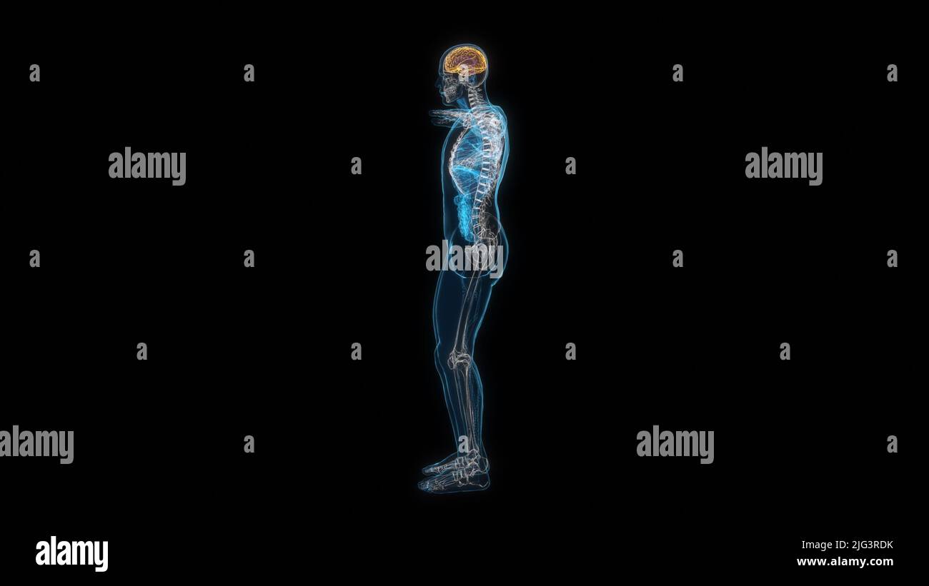 Menschlicher männlicher Körper Gehirn 3D Hologramm Seitenansicht. 3D Abbildung Stockfoto