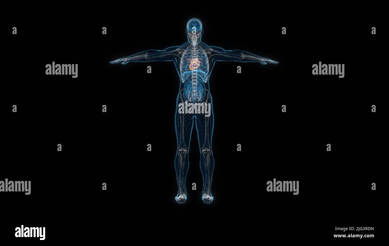 Menschlicher männlicher Körper Herz 3D Hologramm Rückansicht. 3D Abbildung Stockfoto