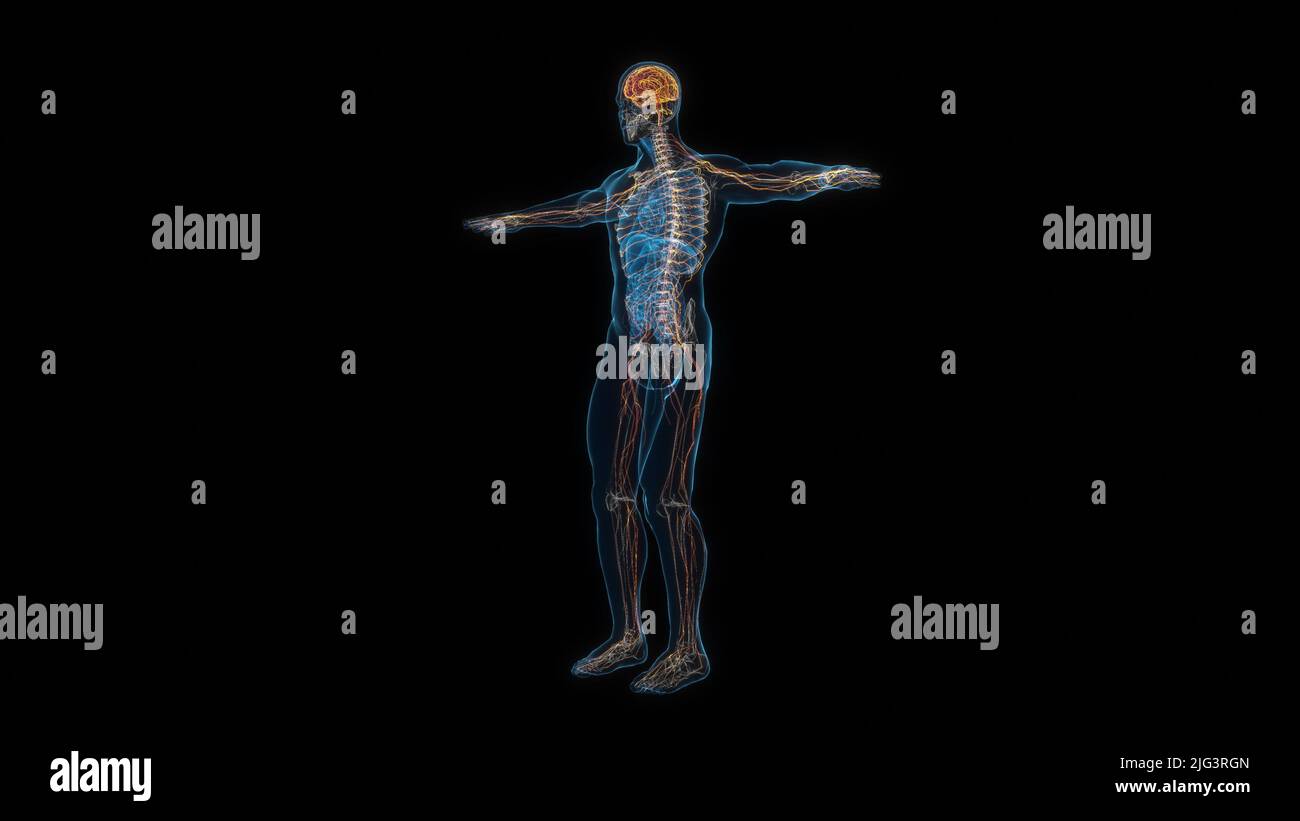 Menschliches männliches Körpernervensystem 3D Hologramm. 3D Abbildung Stockfoto