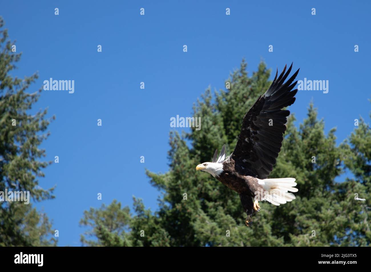 Ein erwachsener Weißkopfseeadler fliegt über Bäumen in der Nähe von Pender Harbour, British Columbia, Kanada Stockfoto