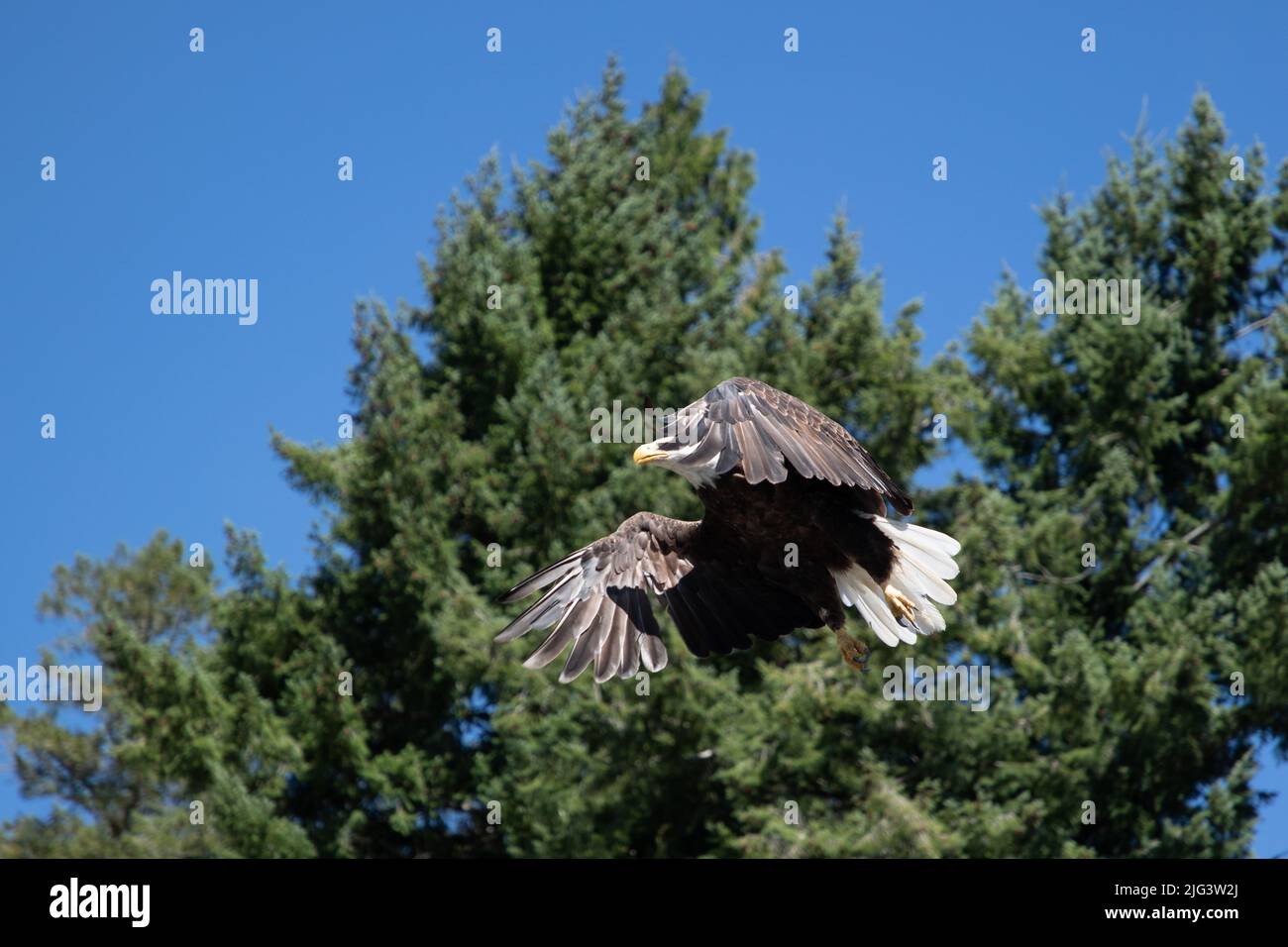Ein erwachsener Weißkopfseeadler fliegt über Bäumen in der Nähe von Pender Harbour, British Columbia, Kanada Stockfoto