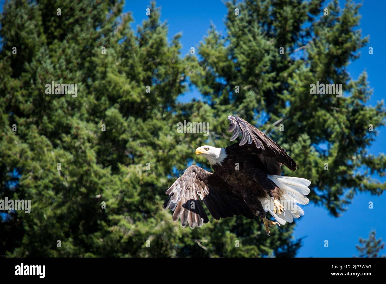 Ein erwachsener Weißkopfseeadler fliegt über Bäumen in der Nähe von Pender Harbour, British Columbia, Kanada Stockfoto