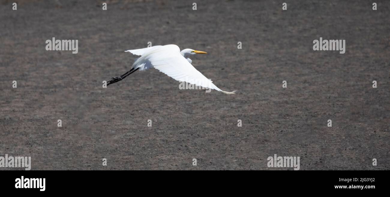 Strenge Einfachheit des Great Egret, Flügel öffnen sich im Flug gegen natürlichen grauen sandigen Boden des Florida St. Mark's National Wildlife Refuge. Stockfoto