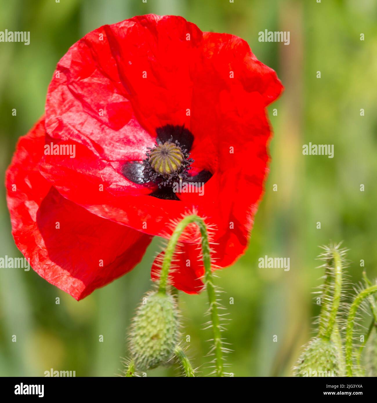 Gemeiner Mohn vier papierartige scharlachrote Blütenblätter auf haarigen einjährigen Wildpflanzen verzweigte Blätter mögen Ackerland und gestörtes Bodenbild im quadratischen Format Stockfoto