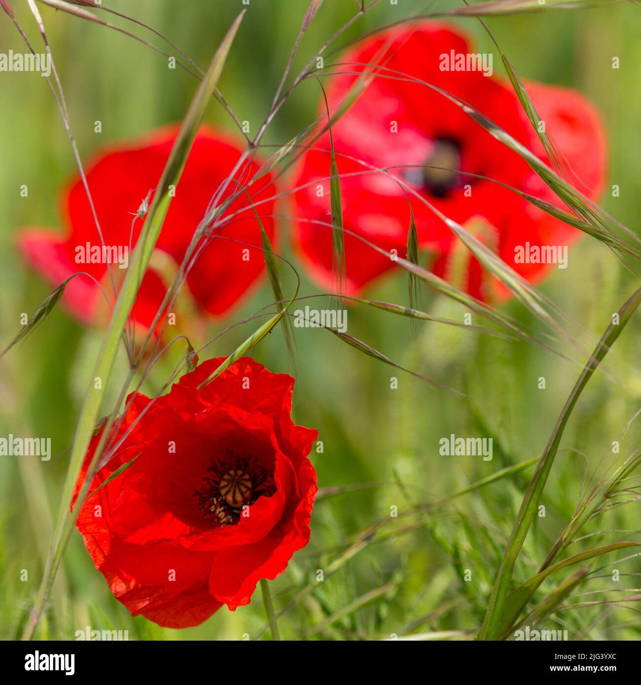 Gemeiner Mohn vier papierartige scharlachrote Blütenblätter auf haarigen einjährigen Wildpflanzen verzweigte Blätter mögen Ackerland und gestörtes Bodenbild im quadratischen Format Stockfoto