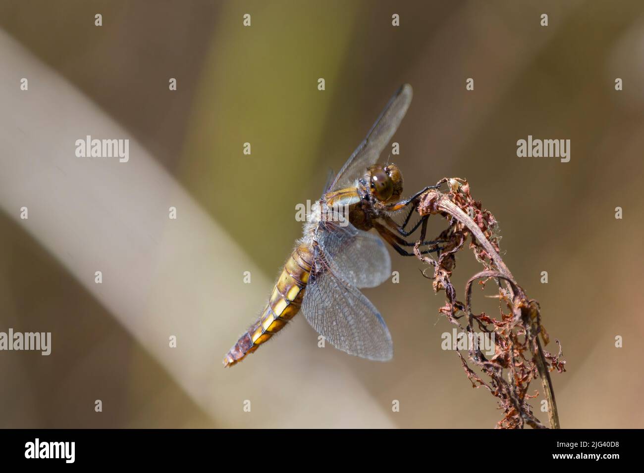 Breiter Körper Chaser (libellula depressa) weibliche Libelle abgeflacht braunen Bauch mit gelben Flecken an den Seiten dunkelbraun Basis zu Flügeln auf Pflanze thront Stockfoto