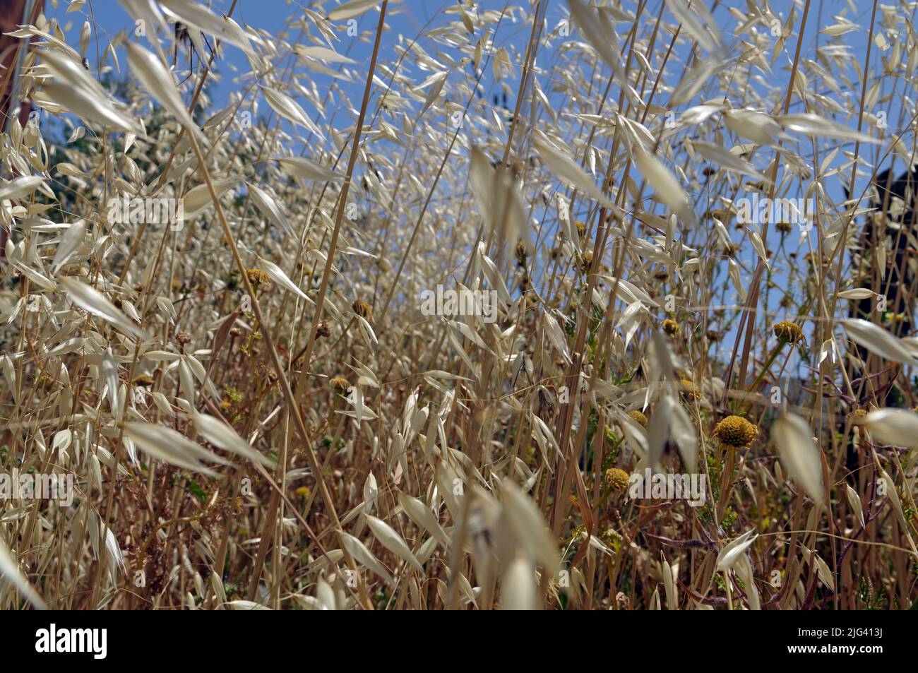 Schimmerndes Gras vor blauem Himmel, Tilos Pflanze Life, Mai 2022 Stockfoto