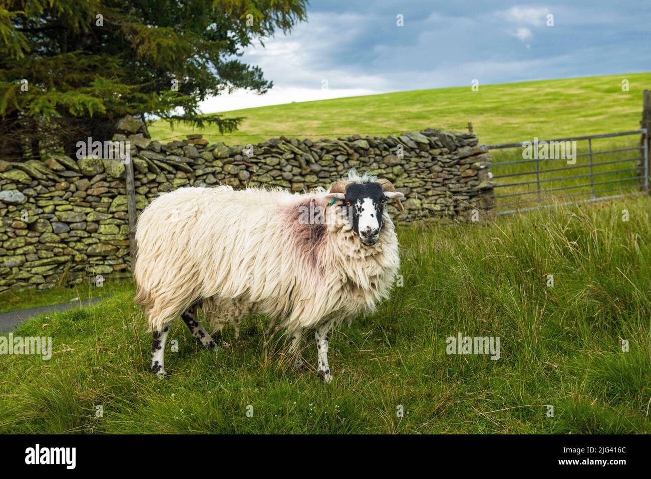 Ein neugieriges Schaf in Artlegarth in Cumbria in den Yorkshire Dales Anfang Juli Stockfoto