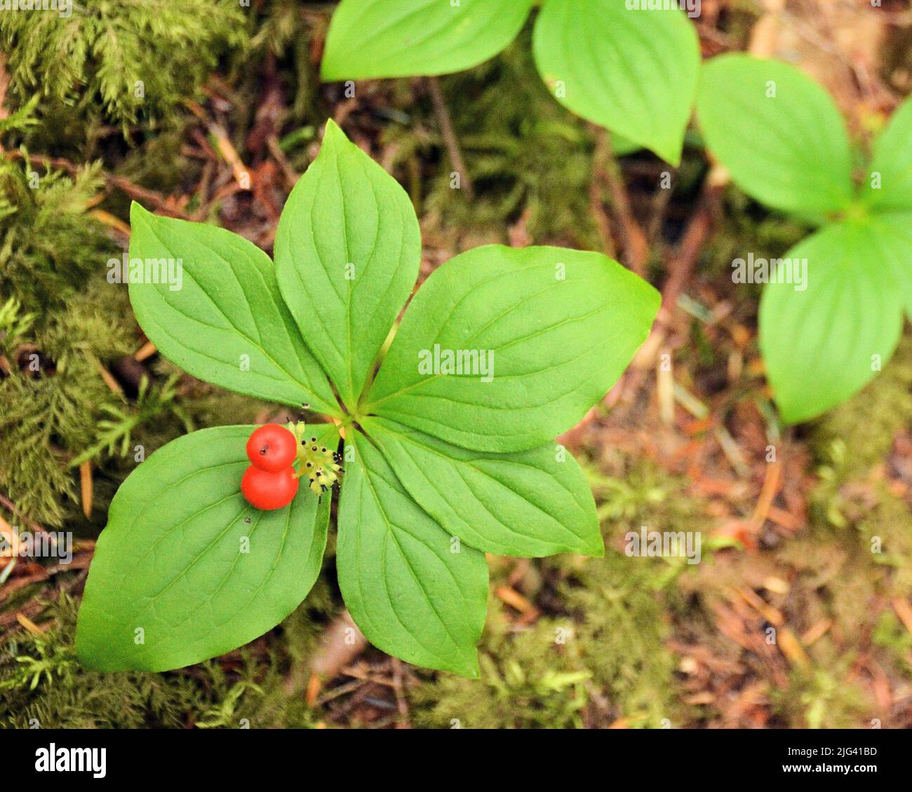 Eine Gruppe von leuchtend grünen Haselbeerpflanzen auf dem Waldboden, hervorgehoben durch zwei rote Beeren Stockfoto